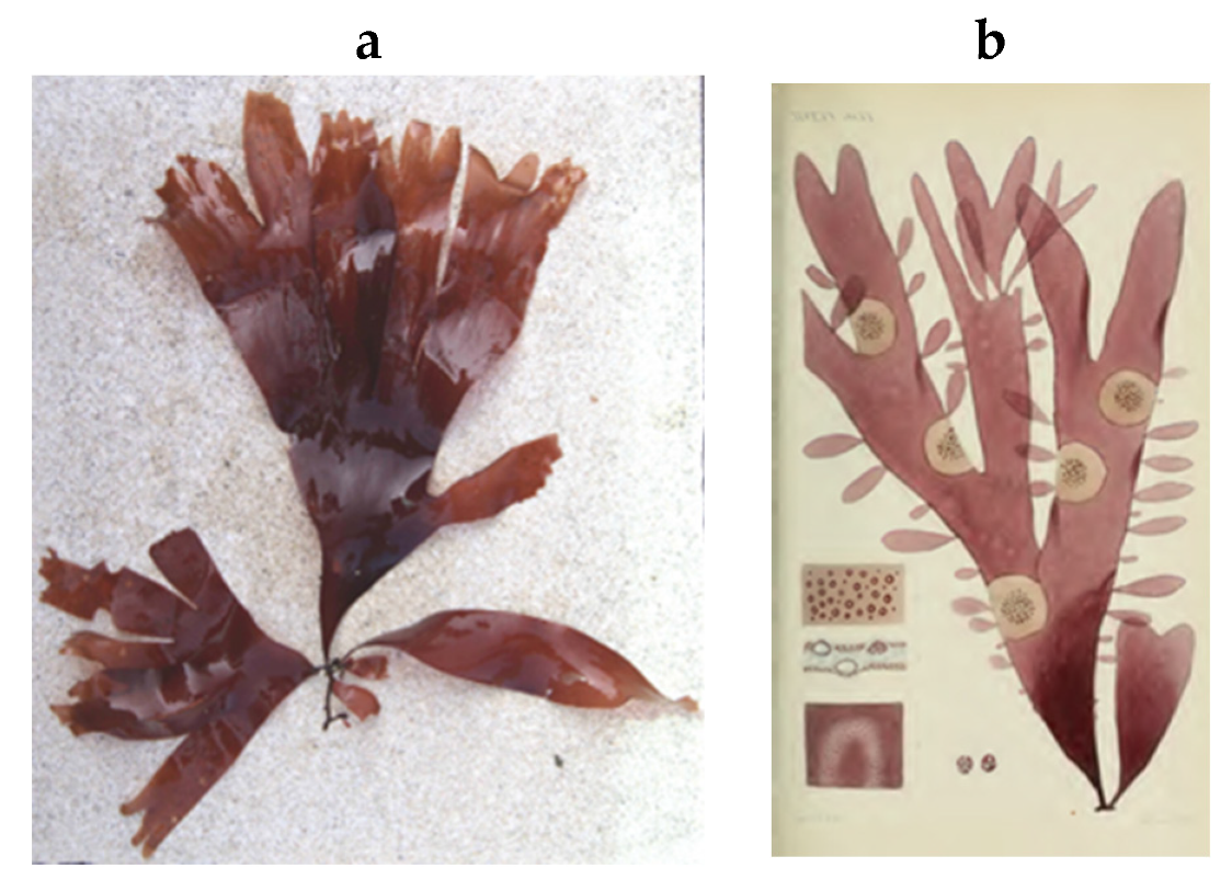 Encyclopedia 05 00176 g167