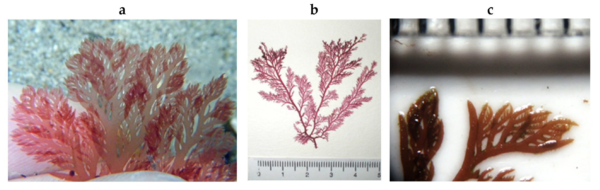 Encyclopedia 05 00176 g168