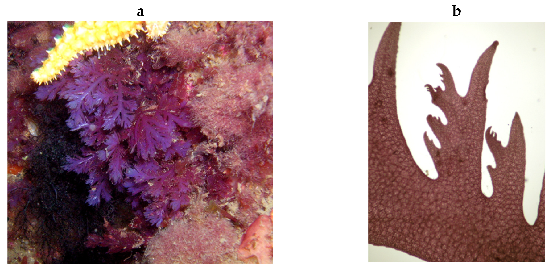 Encyclopedia 05 00176 g169