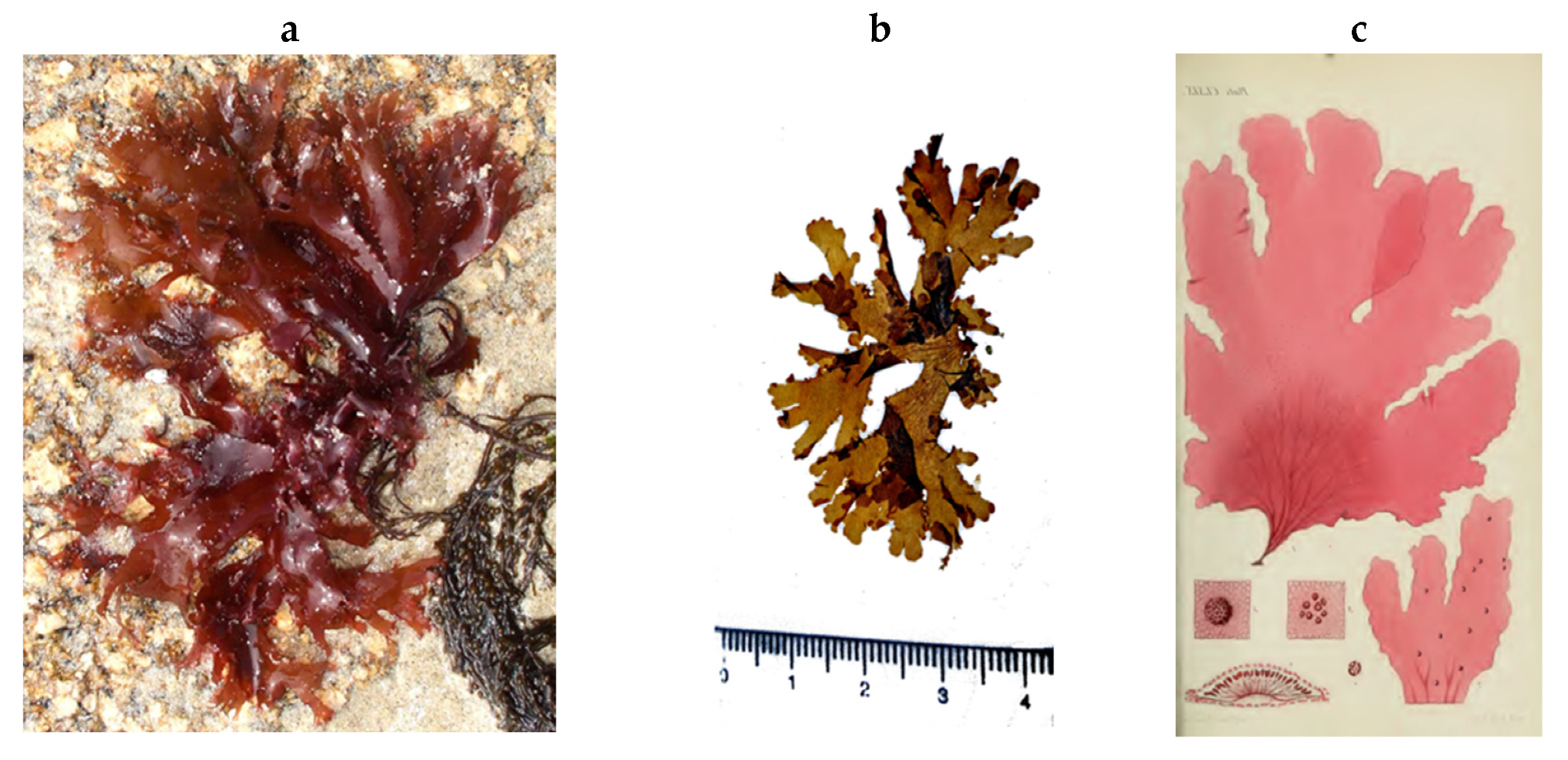 Encyclopedia 05 00176 g170