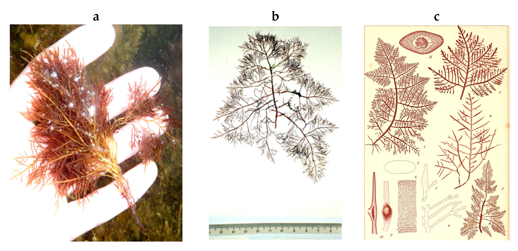 Encyclopedia 05 00176 g171