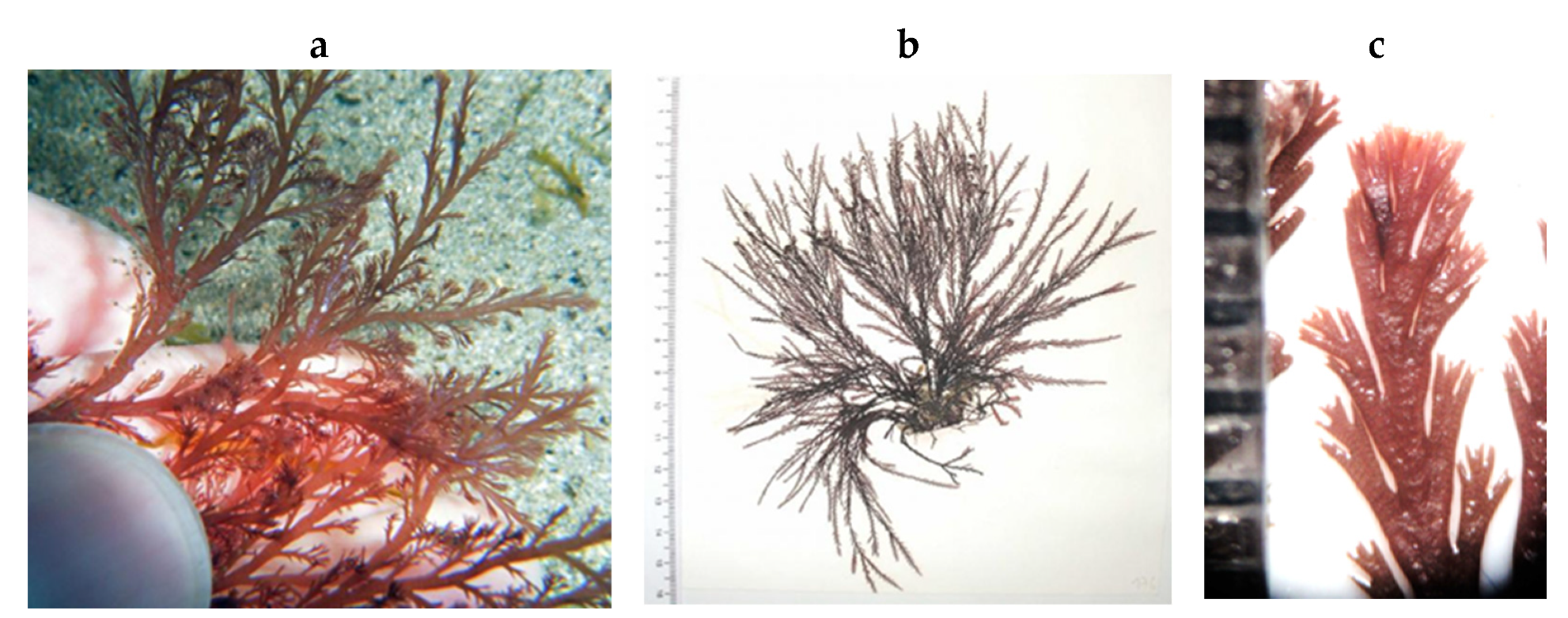 Encyclopedia 05 00176 g172