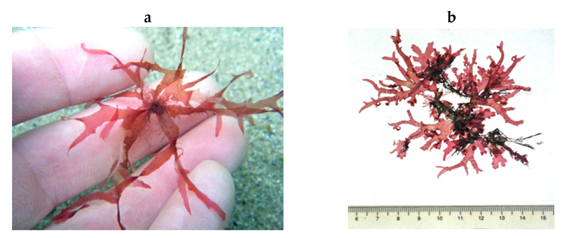 Encyclopedia 05 00176 g173