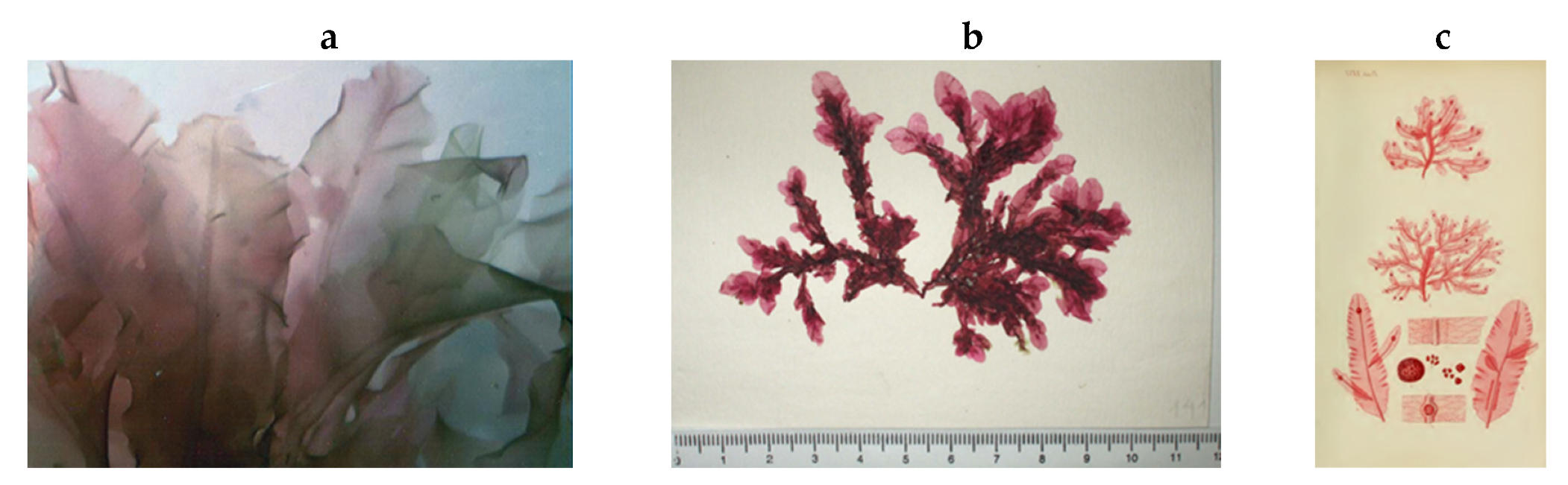 Encyclopedia 05 00176 g174