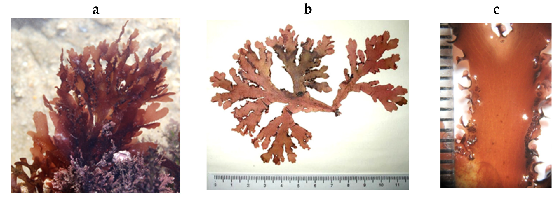 Encyclopedia 05 00176 g175