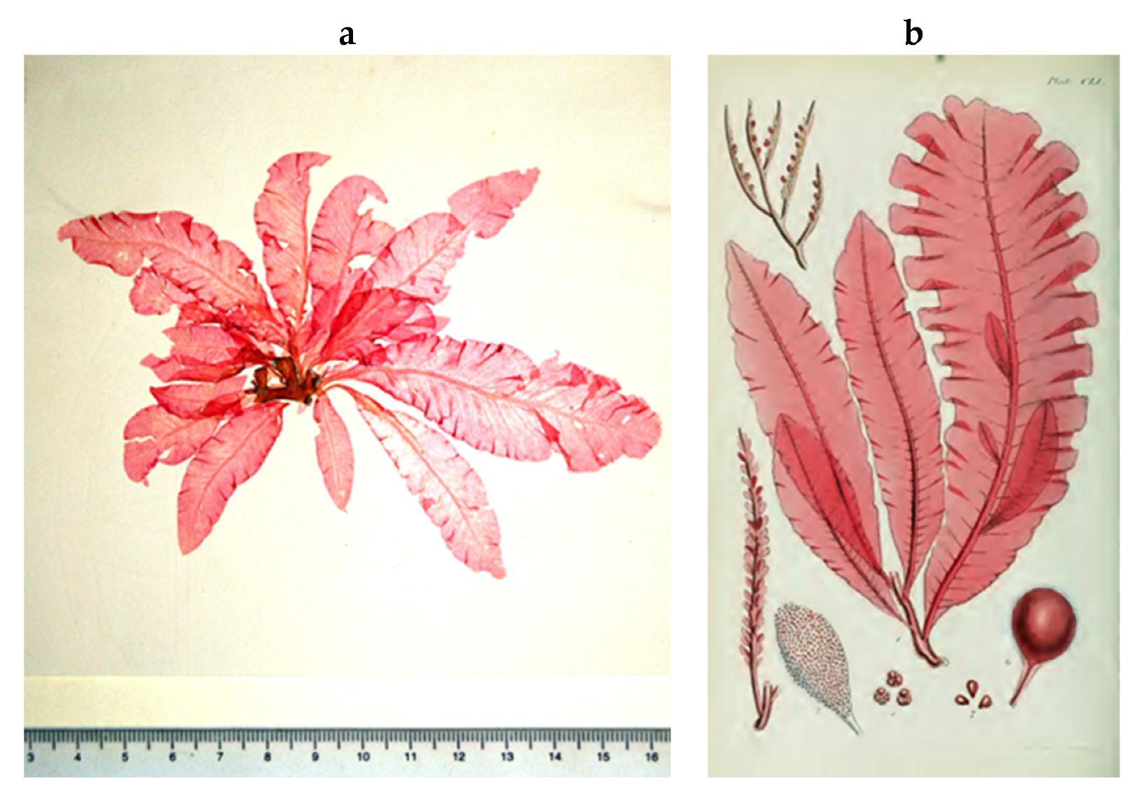 Encyclopedia 05 00176 g176