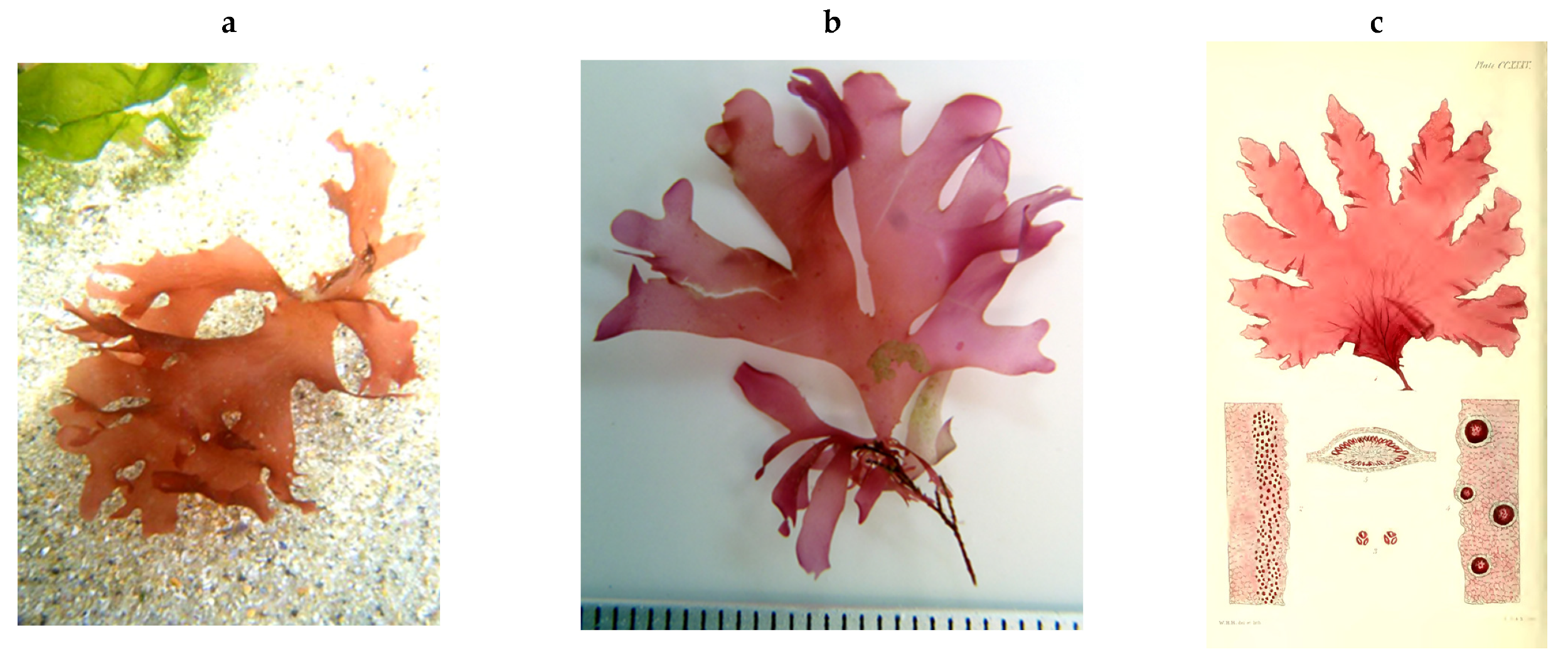 Encyclopedia 05 00176 g177