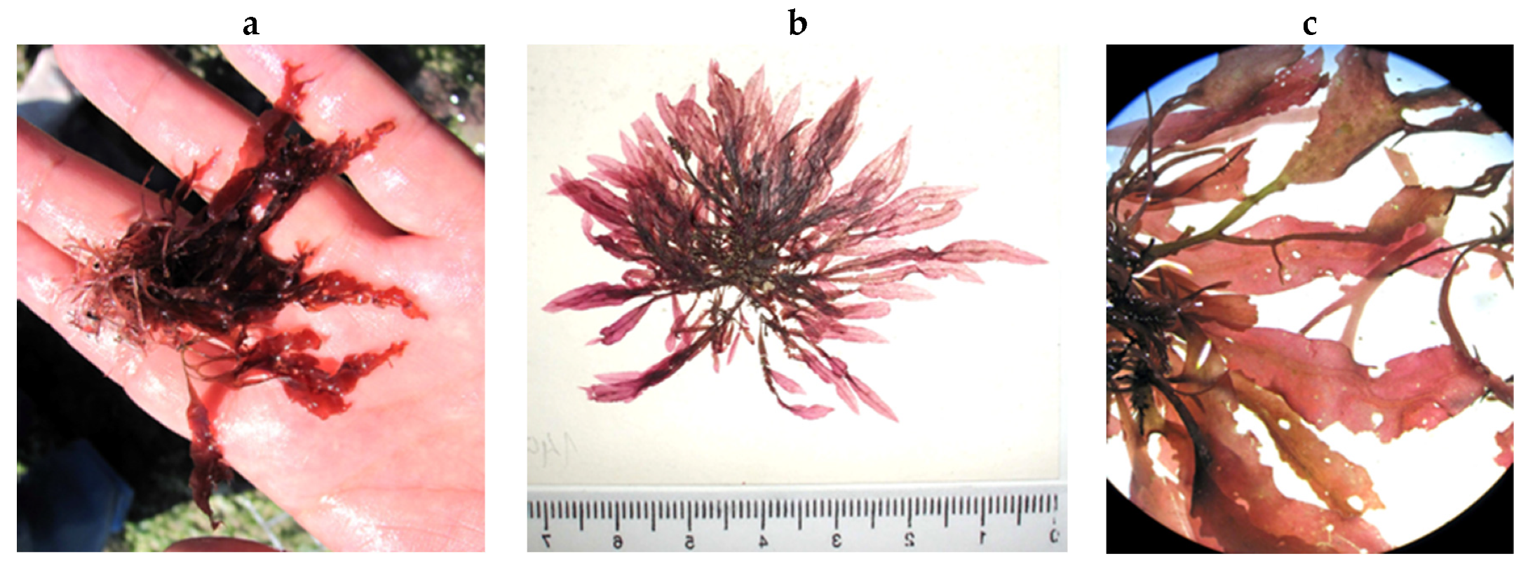 Encyclopedia 05 00176 g178