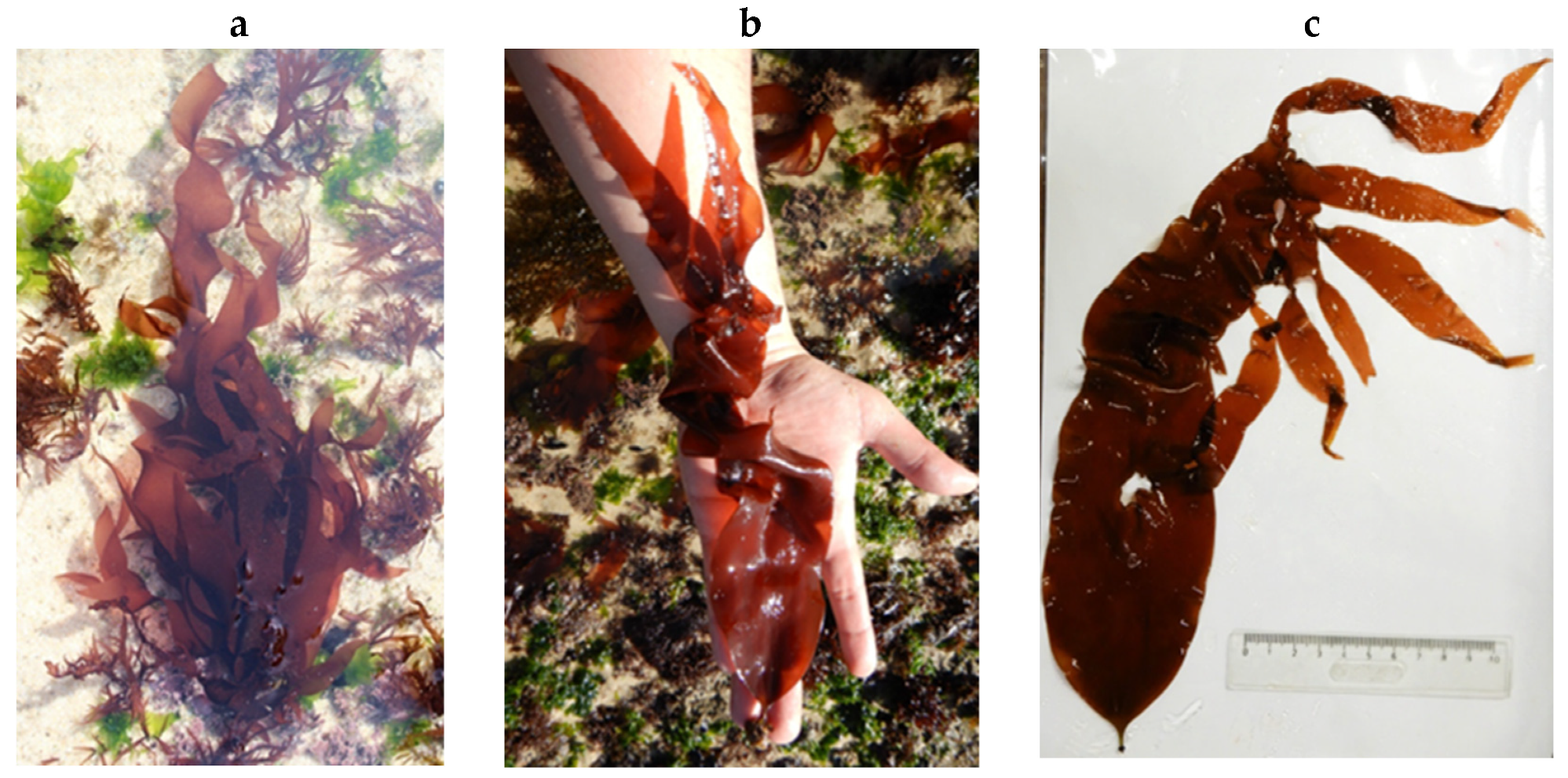 Encyclopedia 05 00176 g180