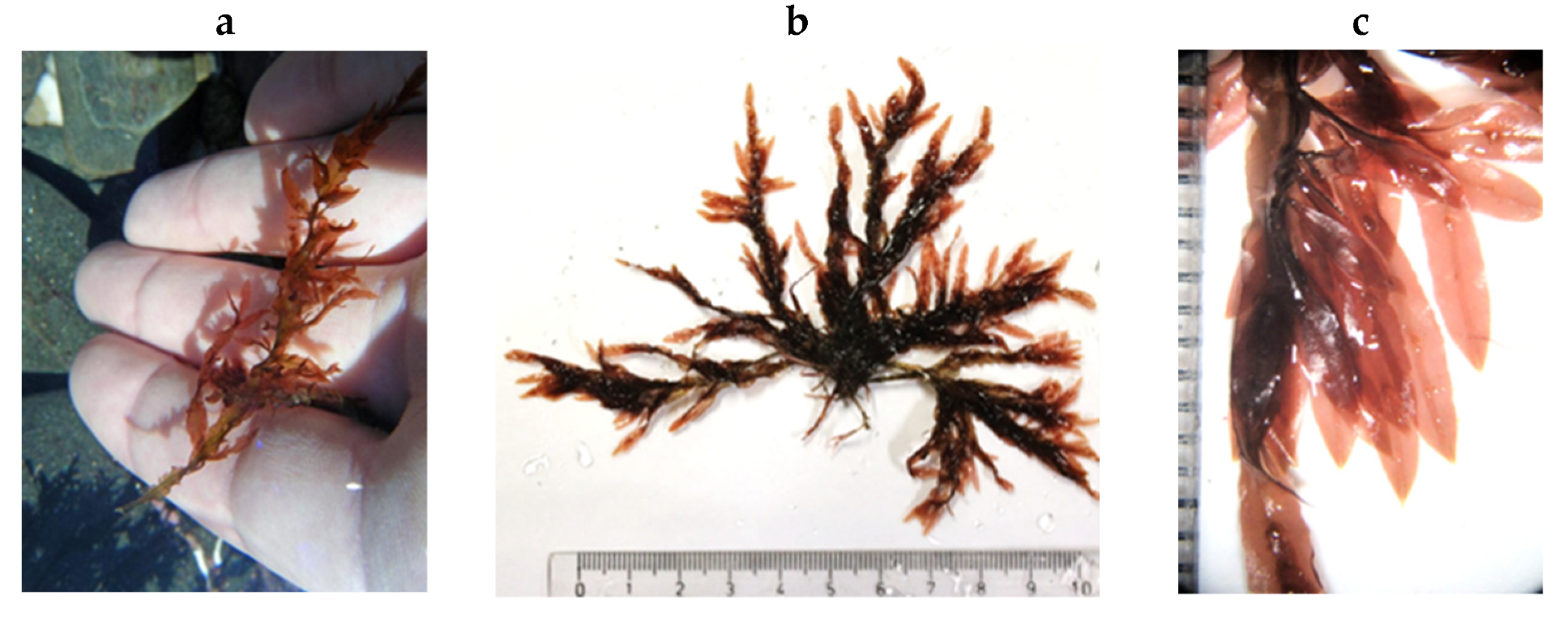 Encyclopedia 05 00176 g181