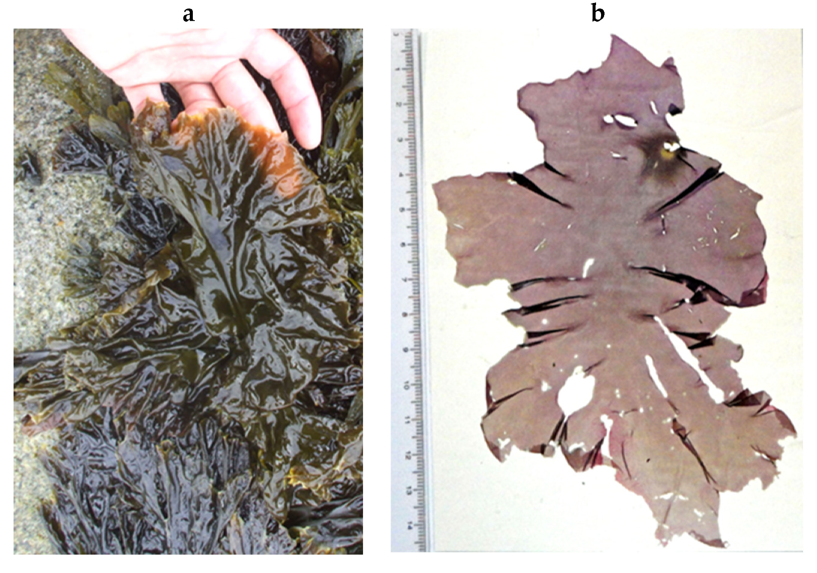 Encyclopedia 05 00176 g182