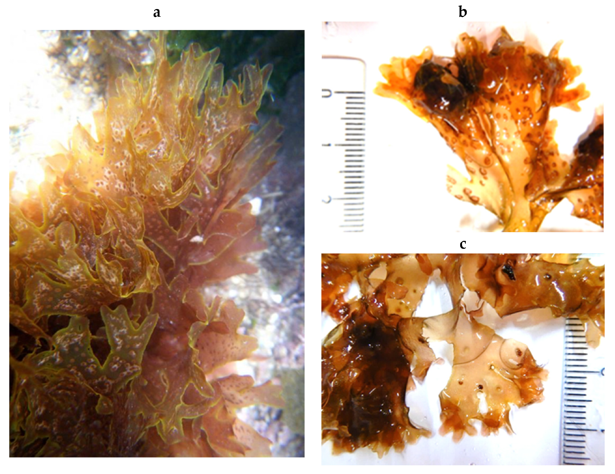 Encyclopedia 05 00176 g183