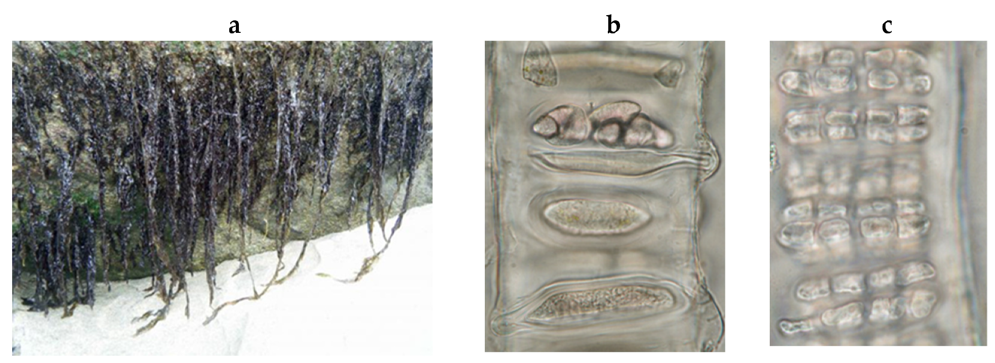 Encyclopedia 05 00176 g184