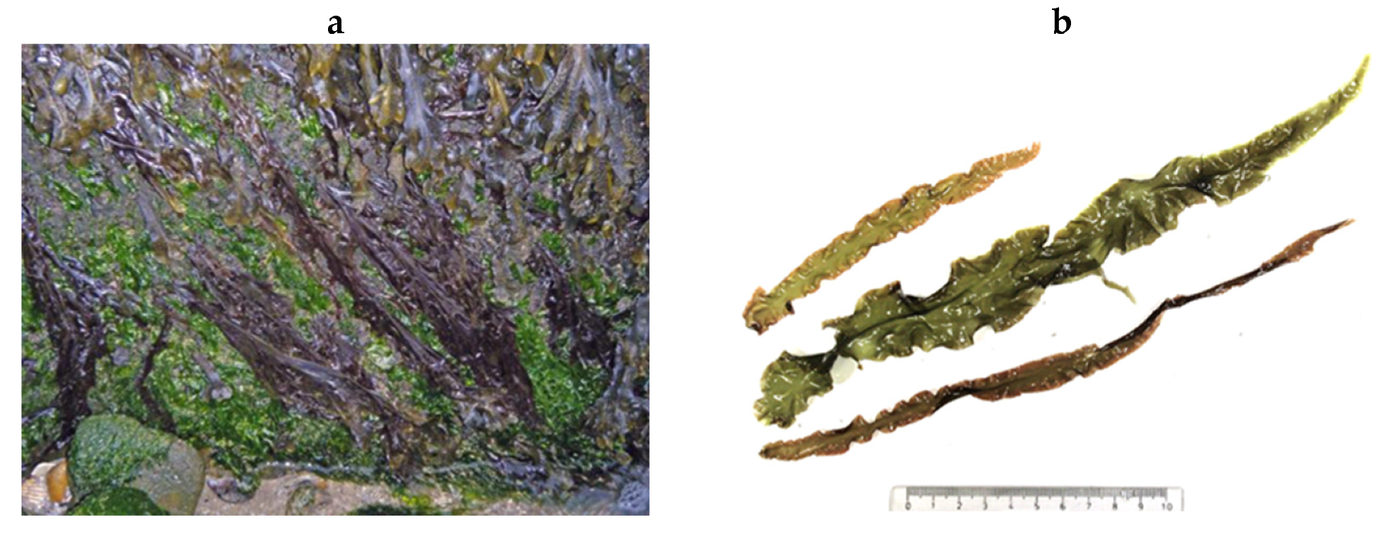 Encyclopedia 05 00176 g185