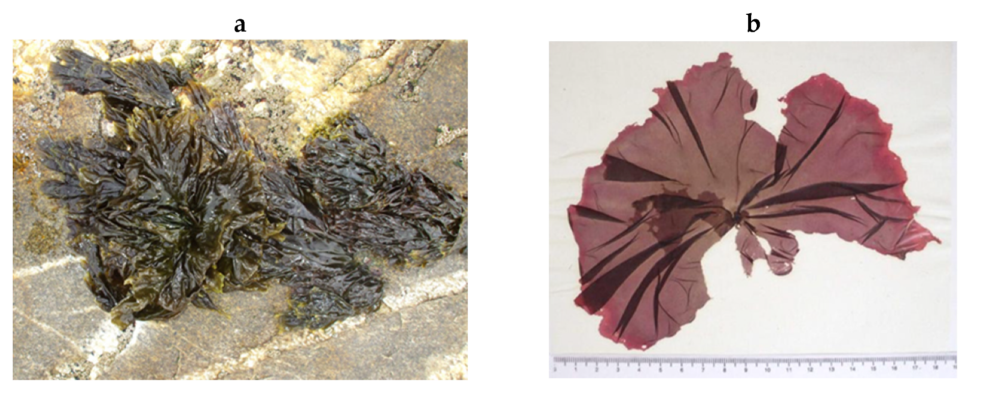 Encyclopedia 05 00176 g186