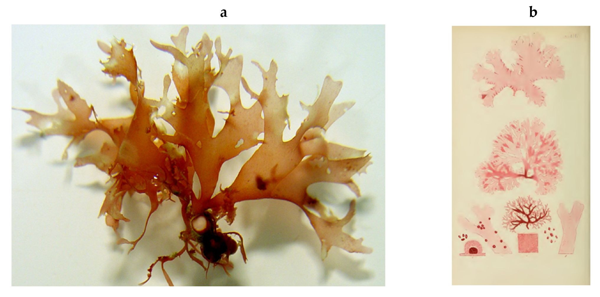 Encyclopedia 05 00176 g187