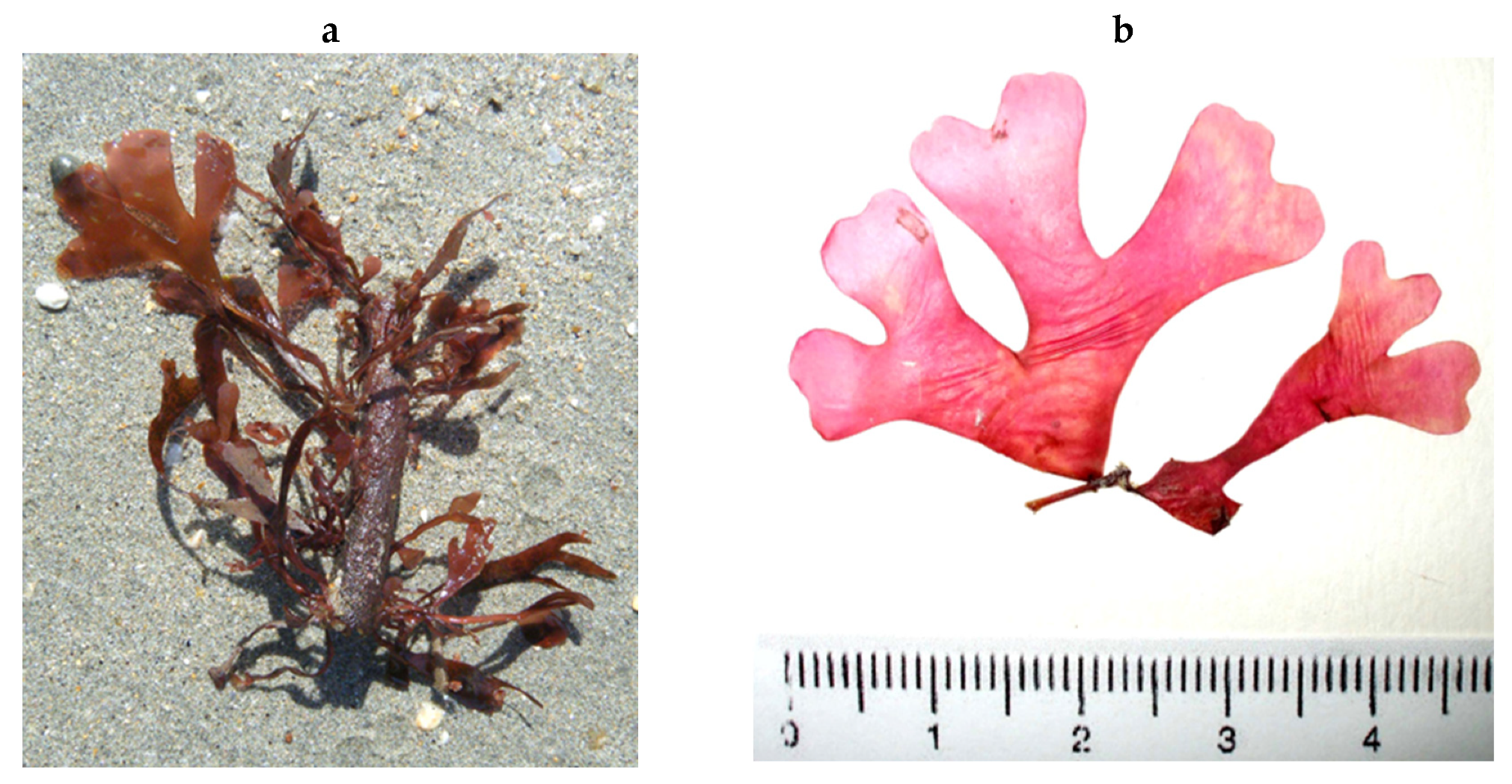 Encyclopedia 05 00176 g188