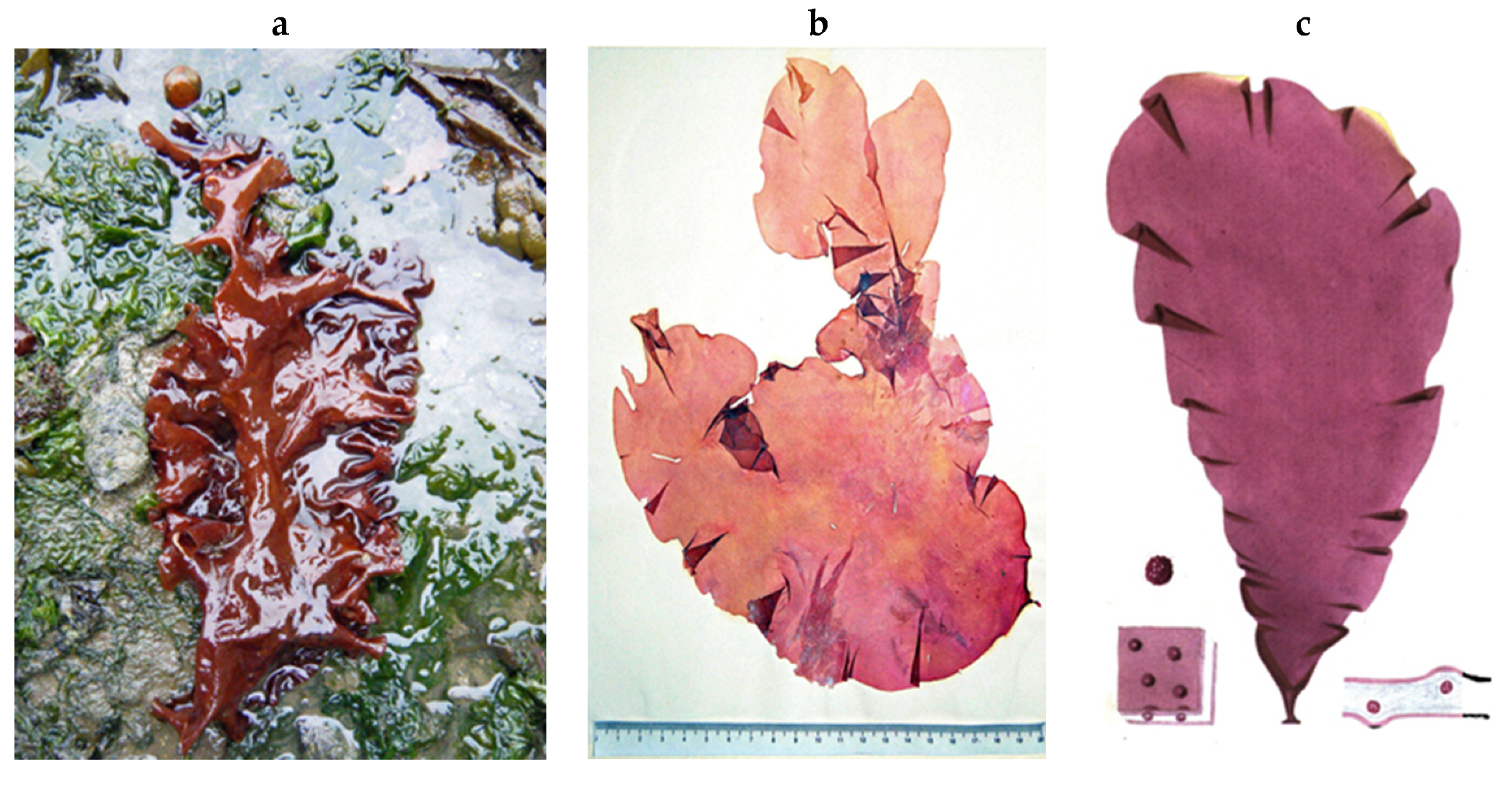 Encyclopedia 05 00176 g189