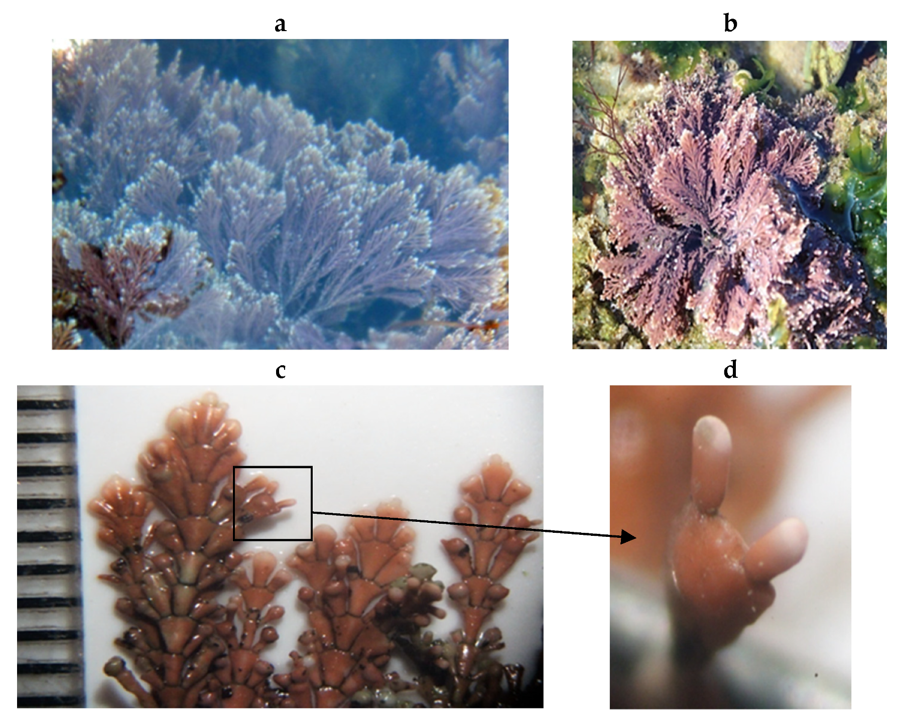 Encyclopedia 05 00176 g192