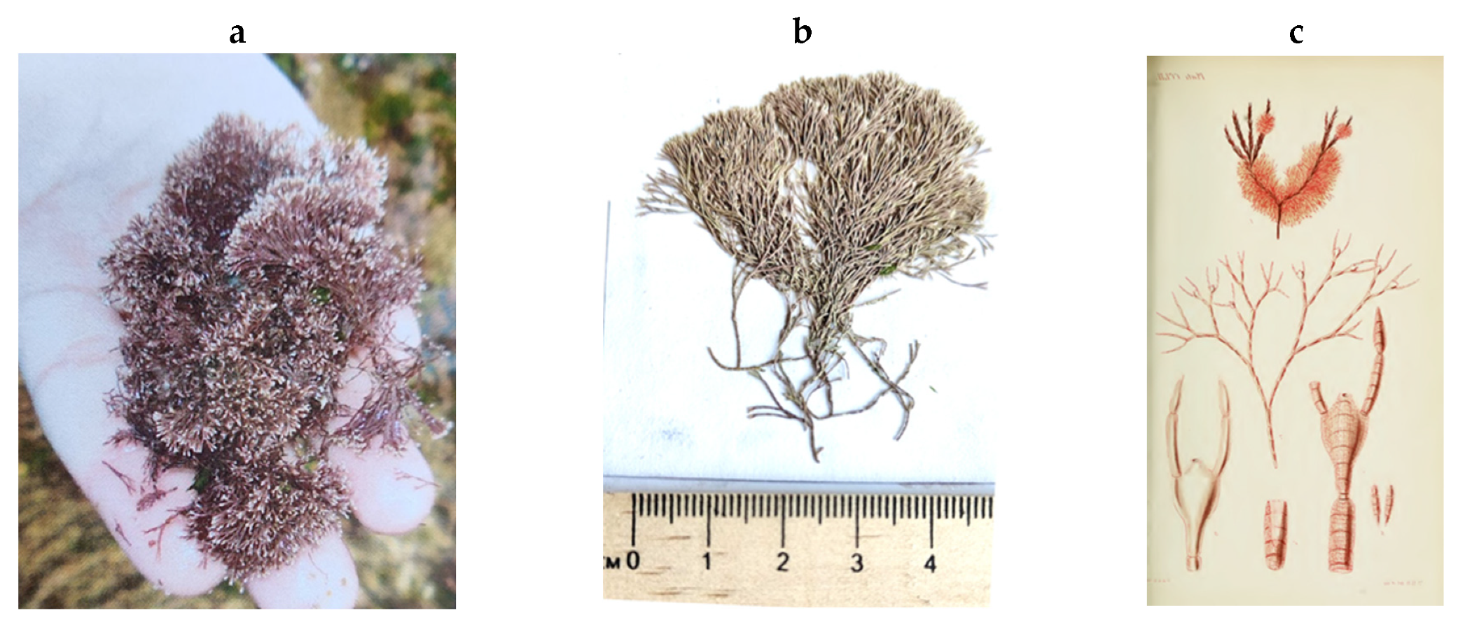 Encyclopedia 05 00176 g194