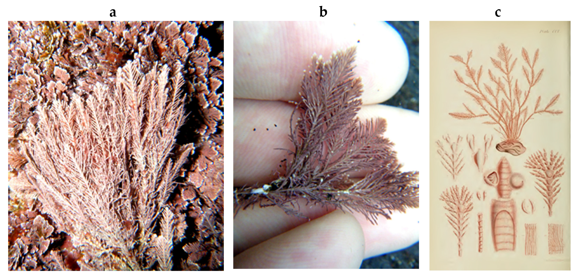 Encyclopedia 05 00176 g195