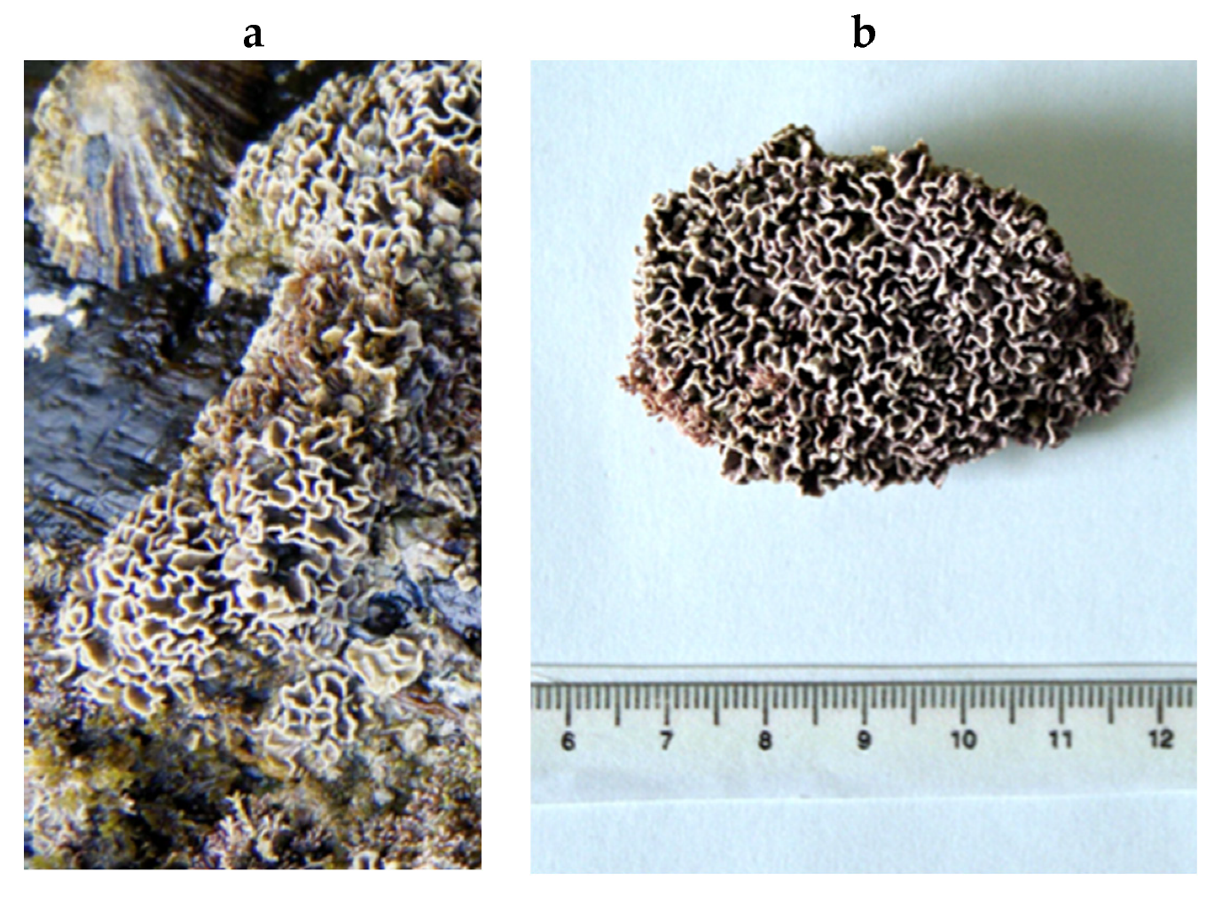 Encyclopedia 05 00176 g196