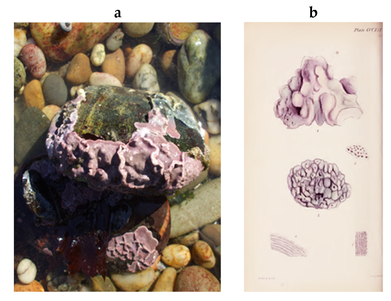 Encyclopedia 05 00176 g197