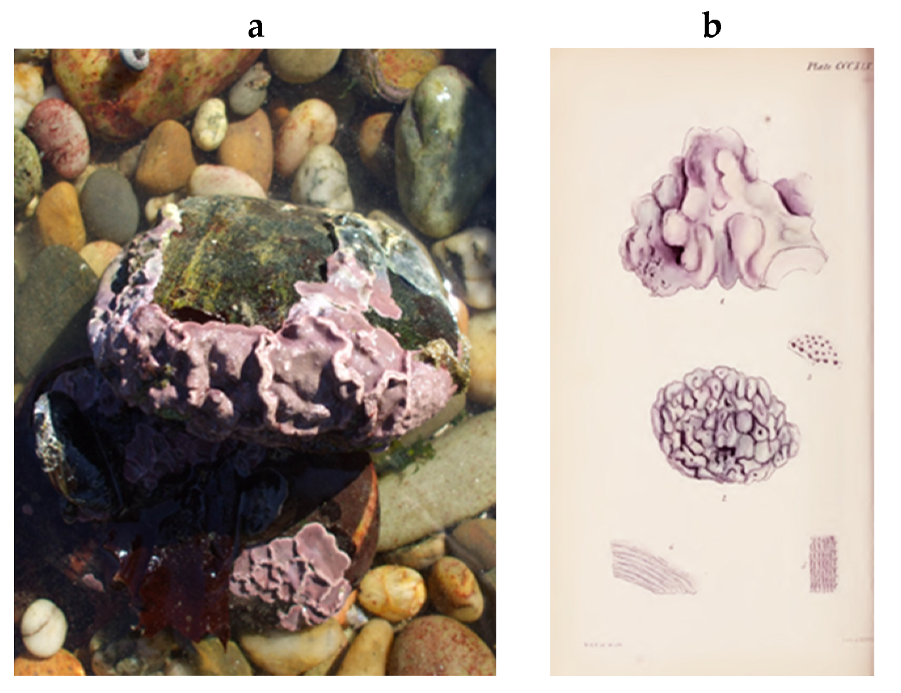 Encyclopedia 05 00176 g198