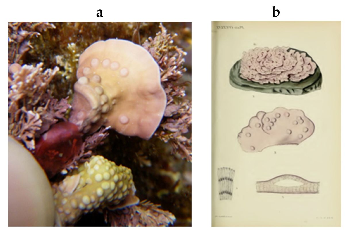 Encyclopedia 05 00176 g199