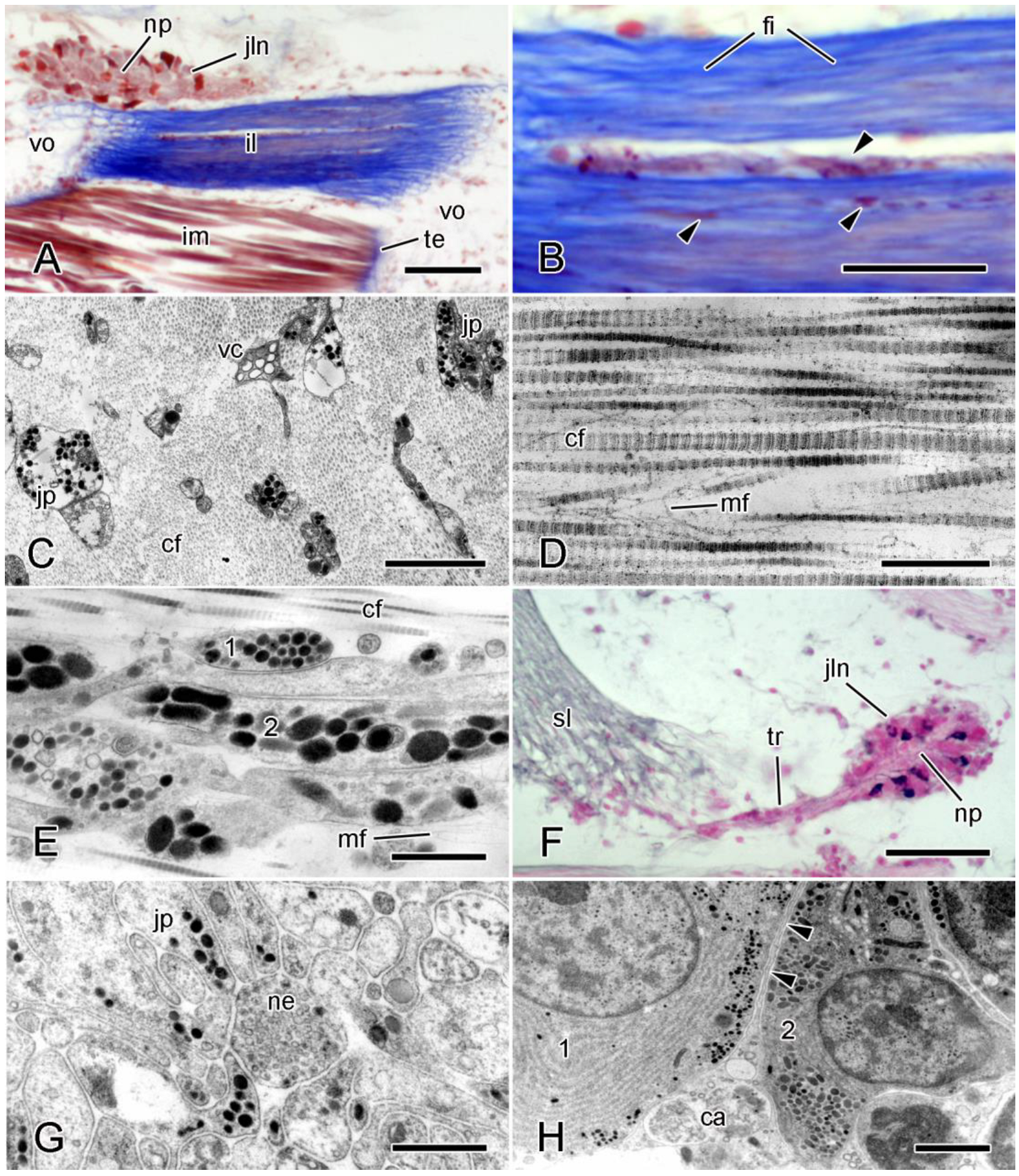 Encyclopedia 05 00185 g001