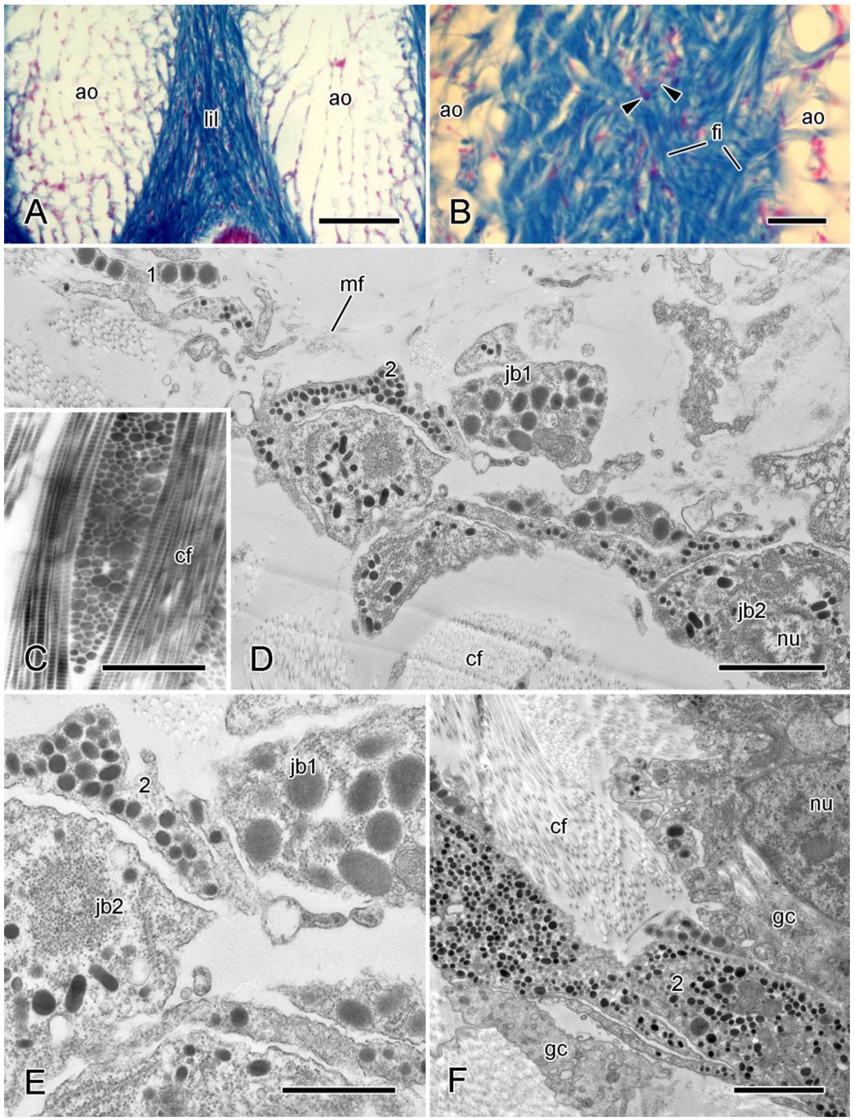Encyclopedia 05 00185 g002