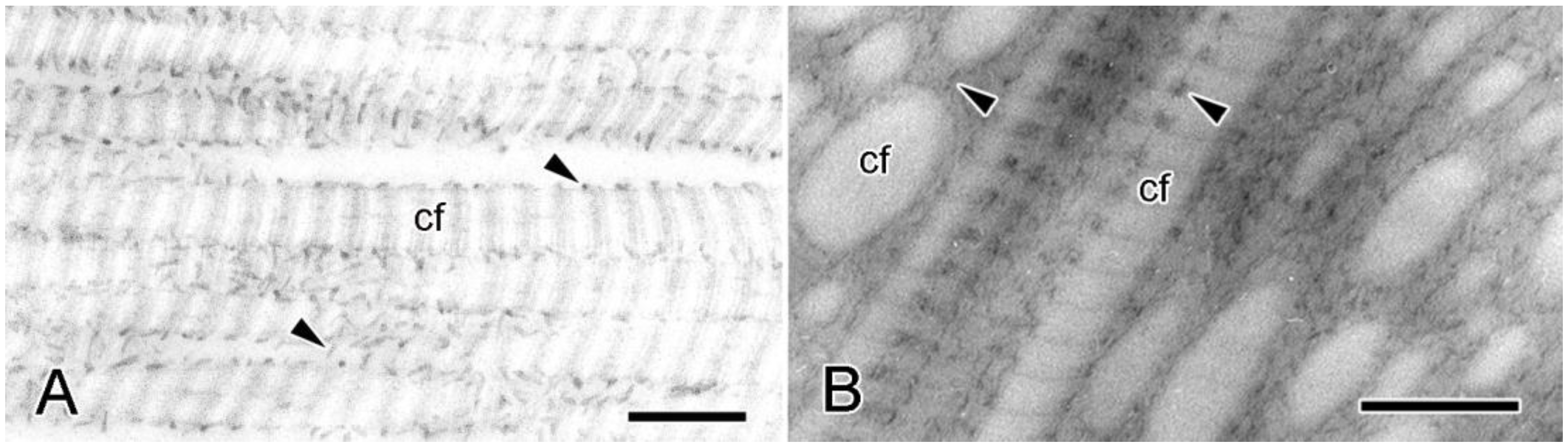 Encyclopedia 05 00185 g003