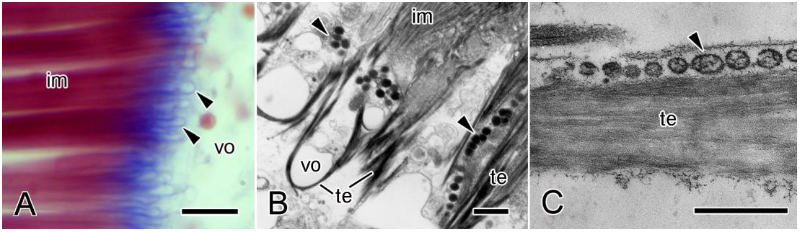 Encyclopedia 05 00185 g004
