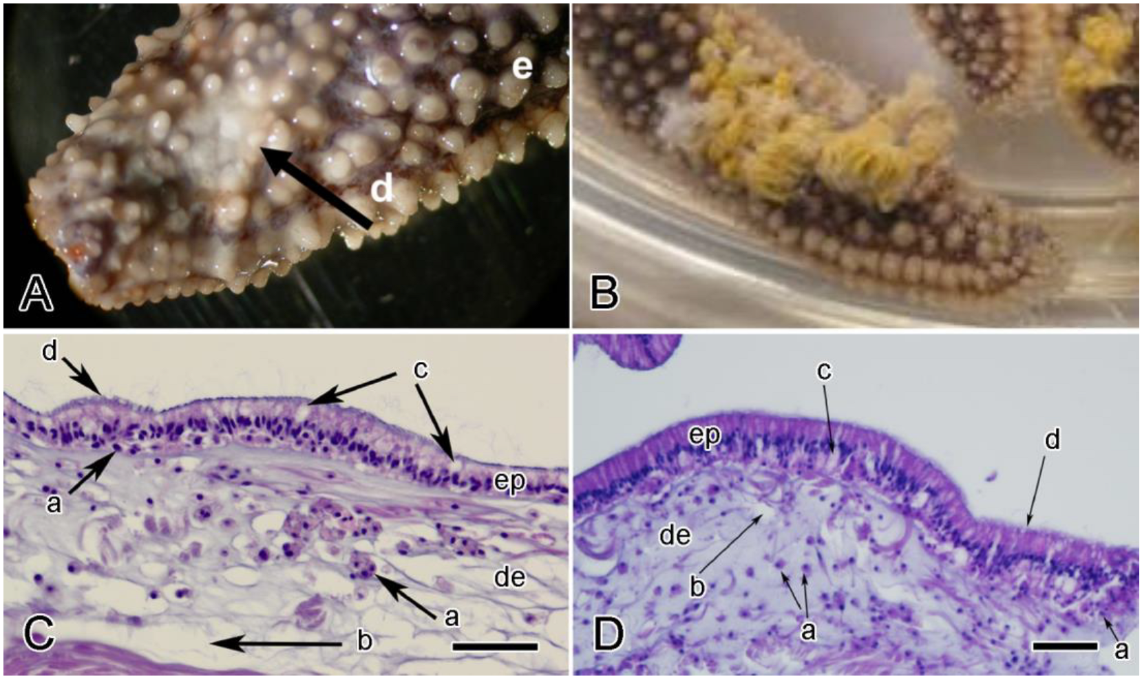 Encyclopedia 05 00185 g011