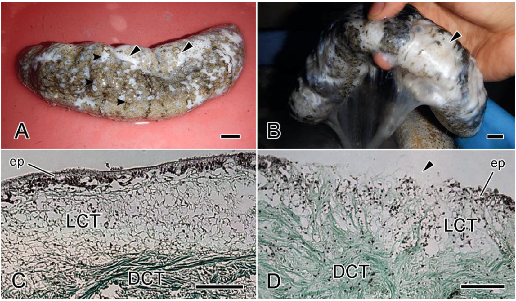 Encyclopedia 05 00185 g012