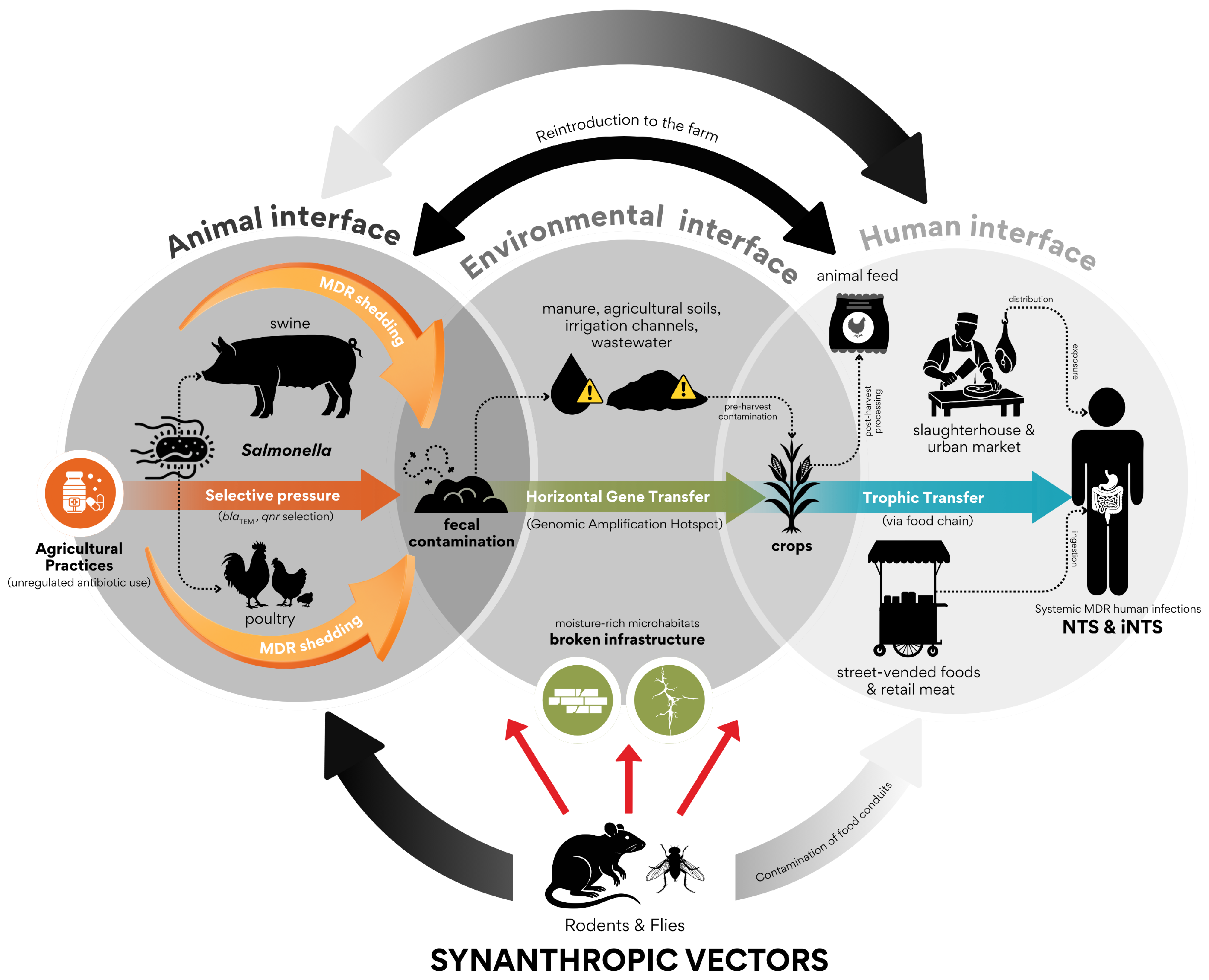 Encyclopedia 06 00141 g002