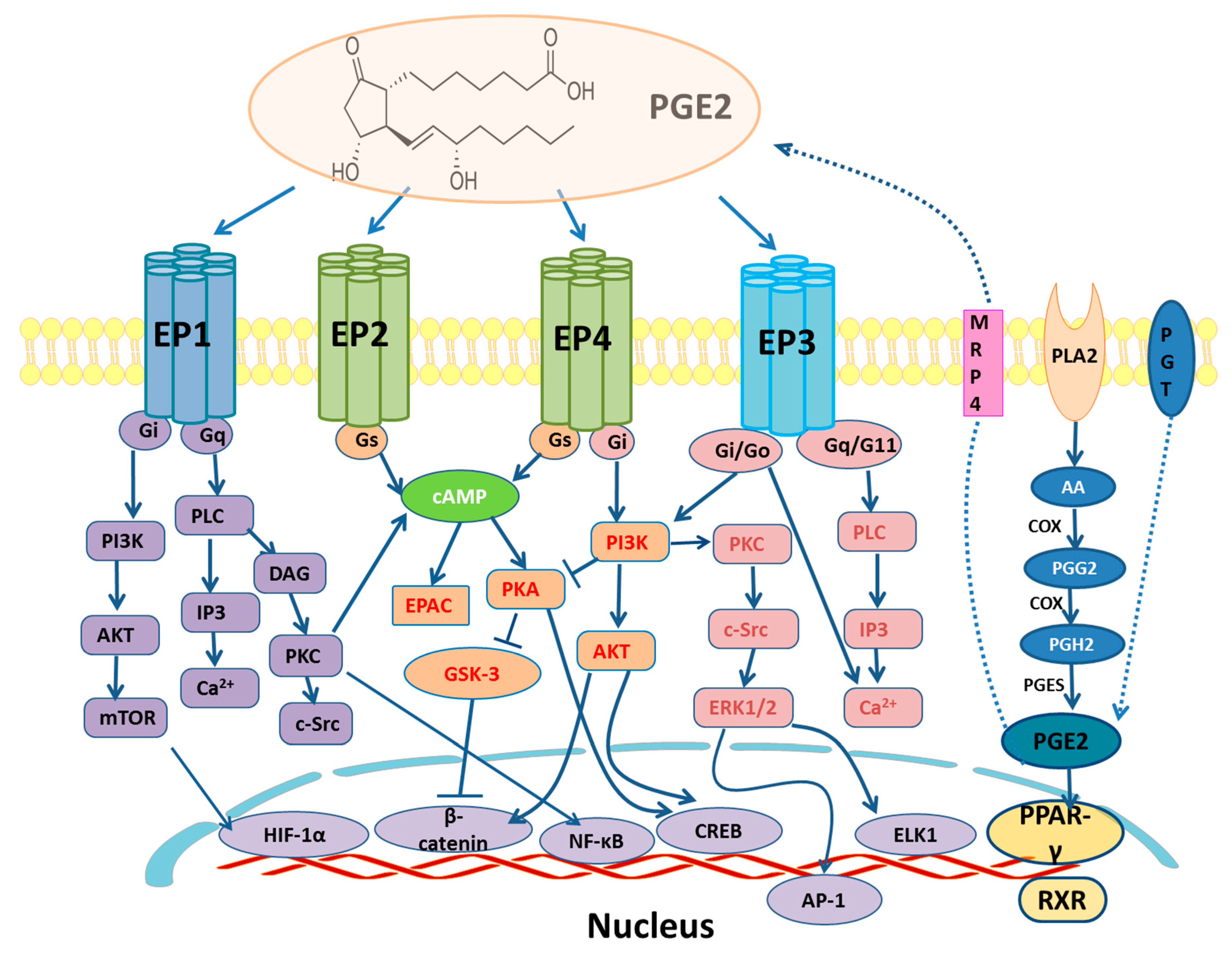 Endocrines 01 00003 g001