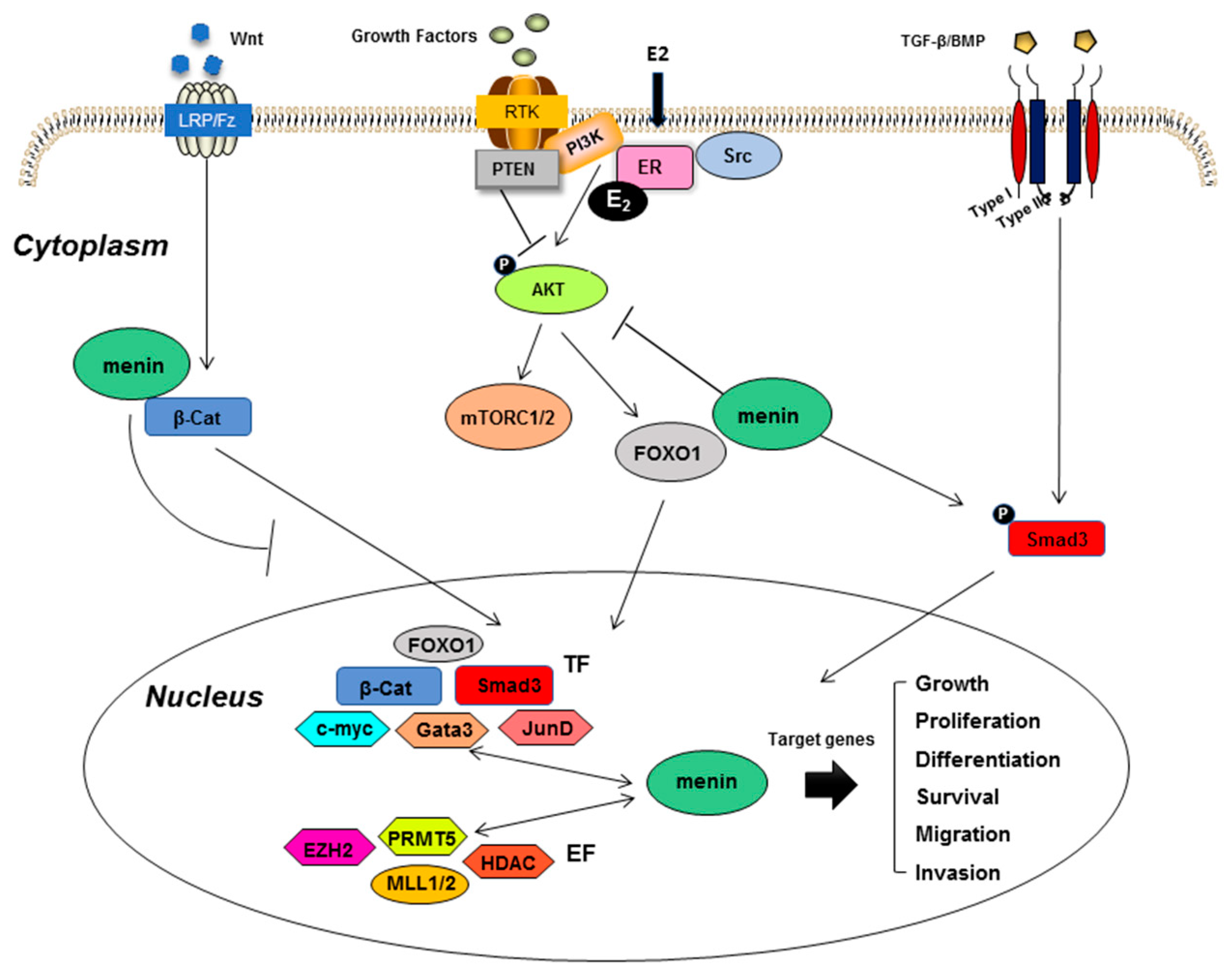 Endocrines 01 00007 g003 Endocrines 01 00007 g003