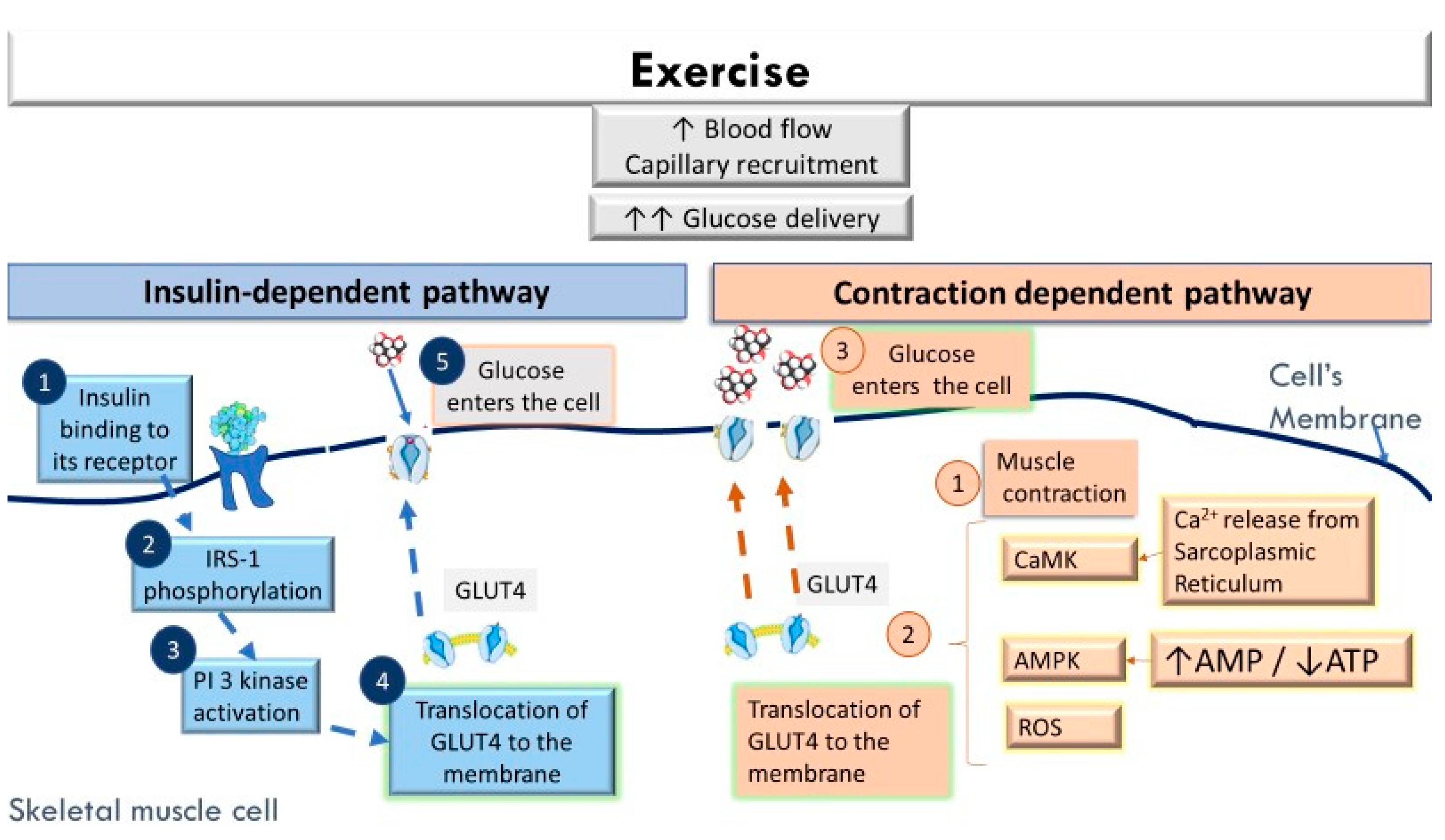 Exercise and blood sugar stability in gestational diabetes