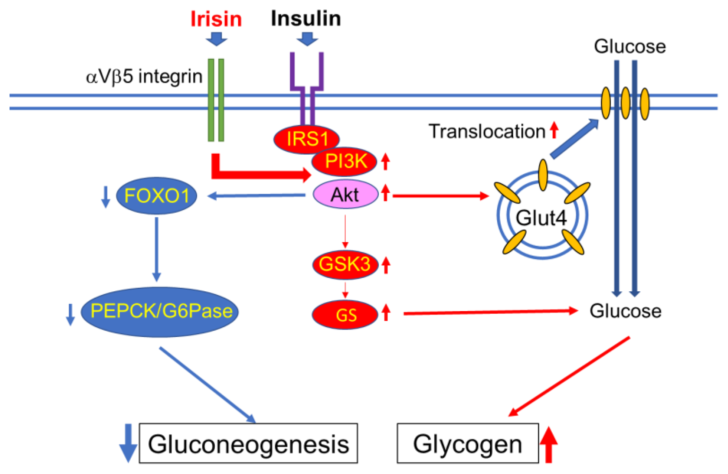 Endocrines 02 00025 g002 Endocrines 02 00025 g002