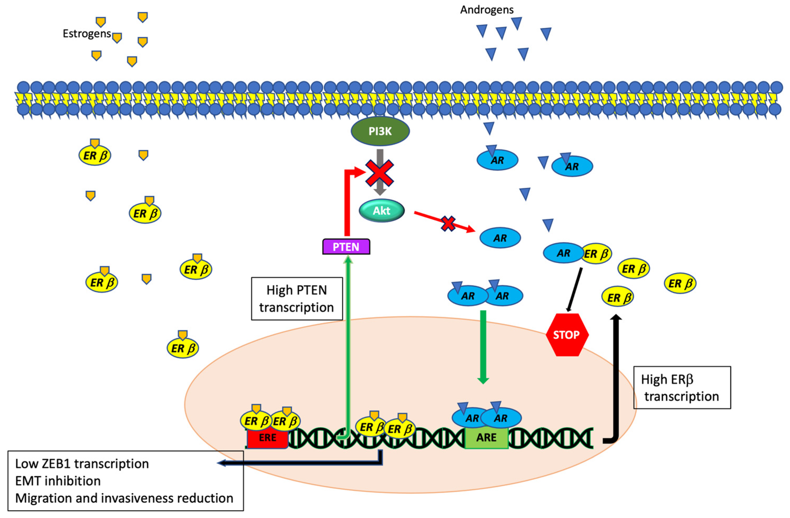 Endocrines 02 00033 g003