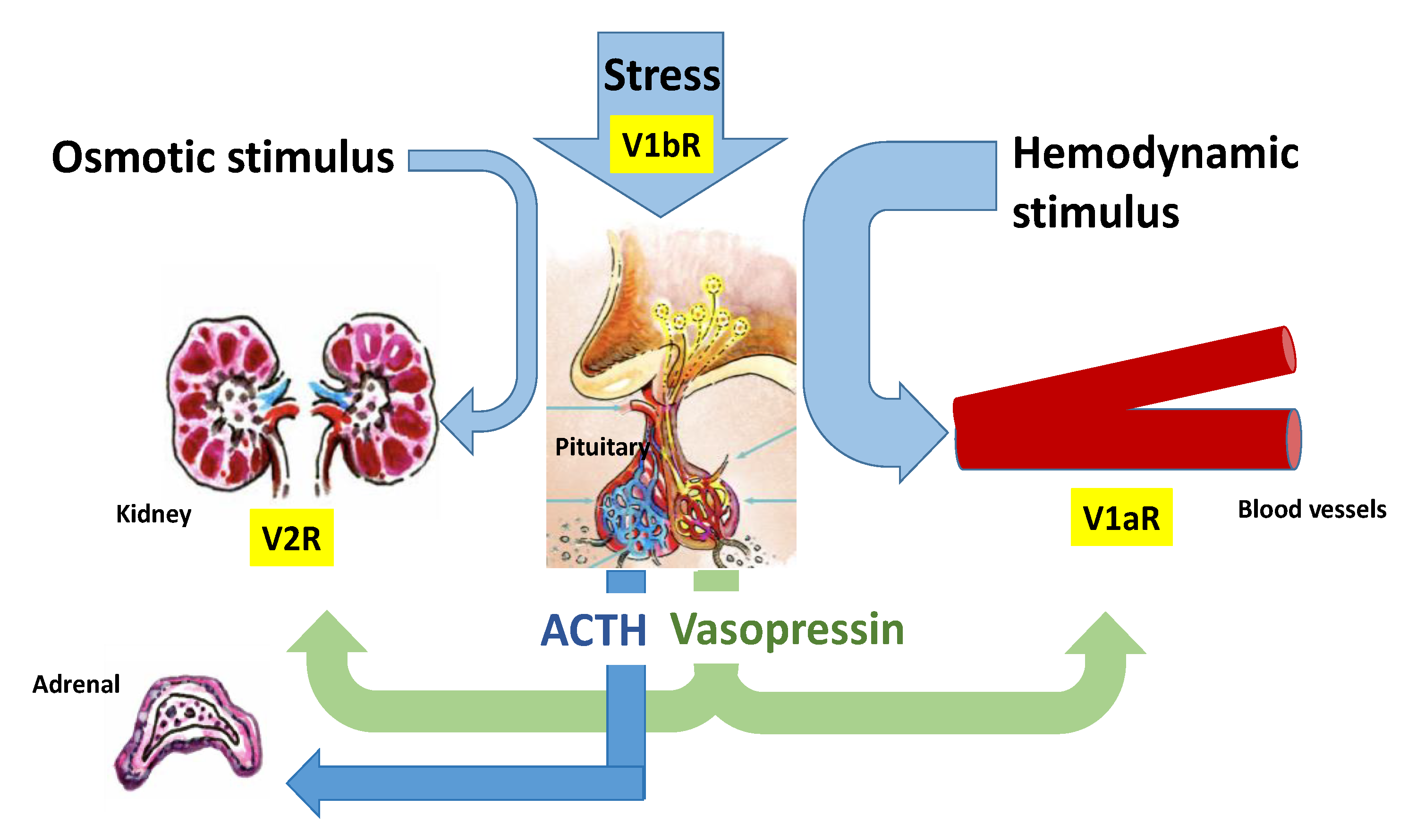 Endocrines 02 00035 g002 Endocrines 02 00035 g002