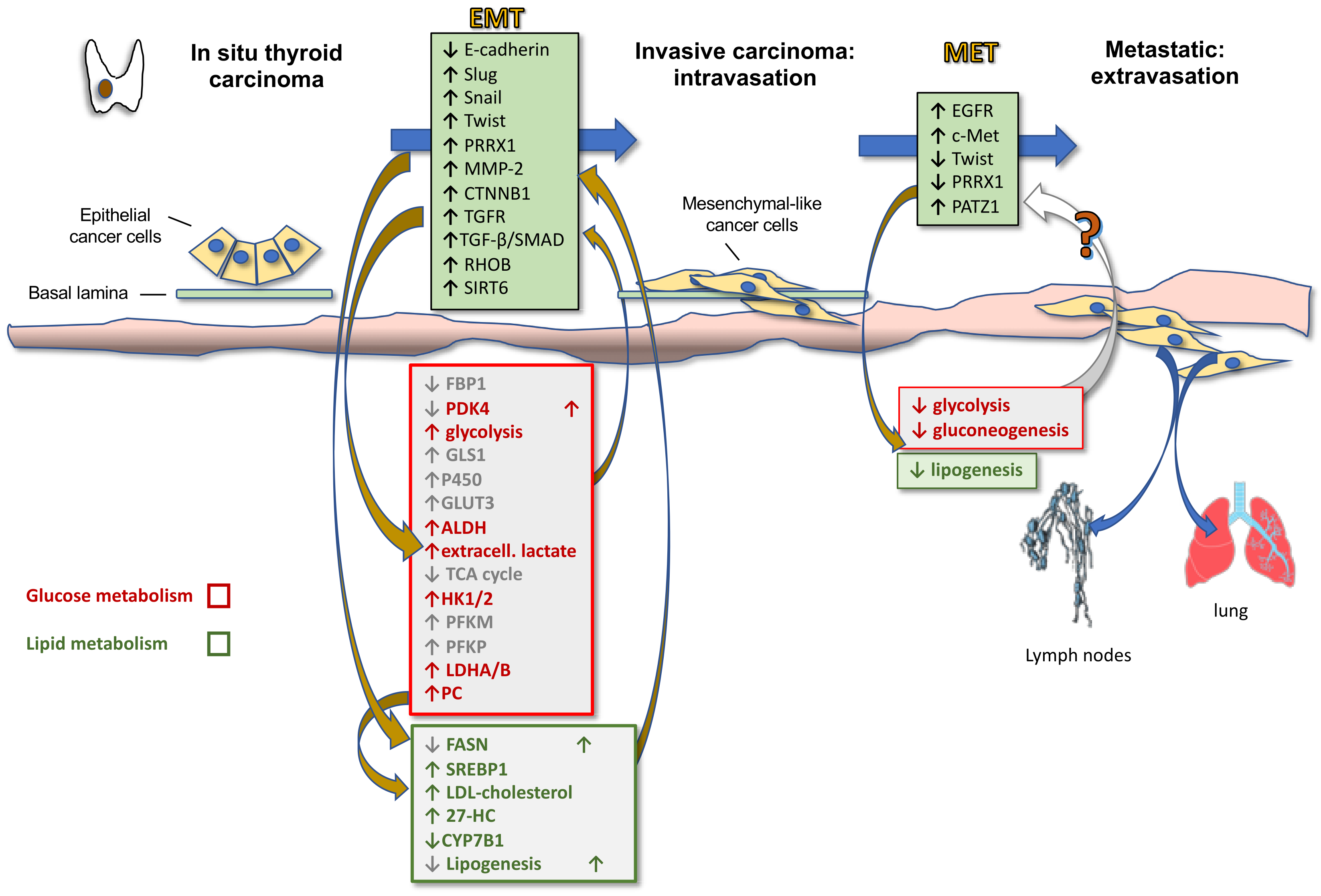 Endocrines 02 00038 g002