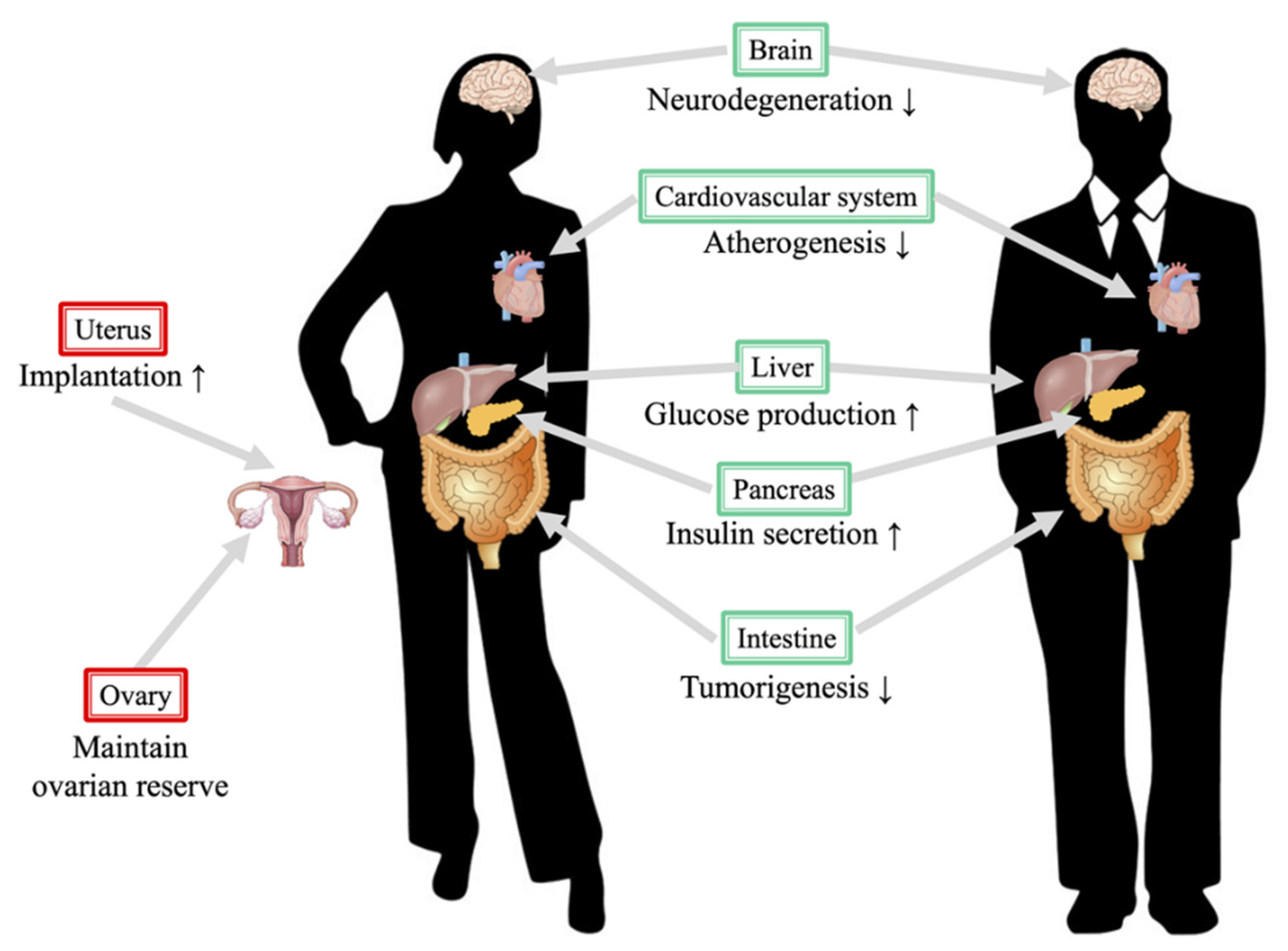 Endocrines 02 00041 g002