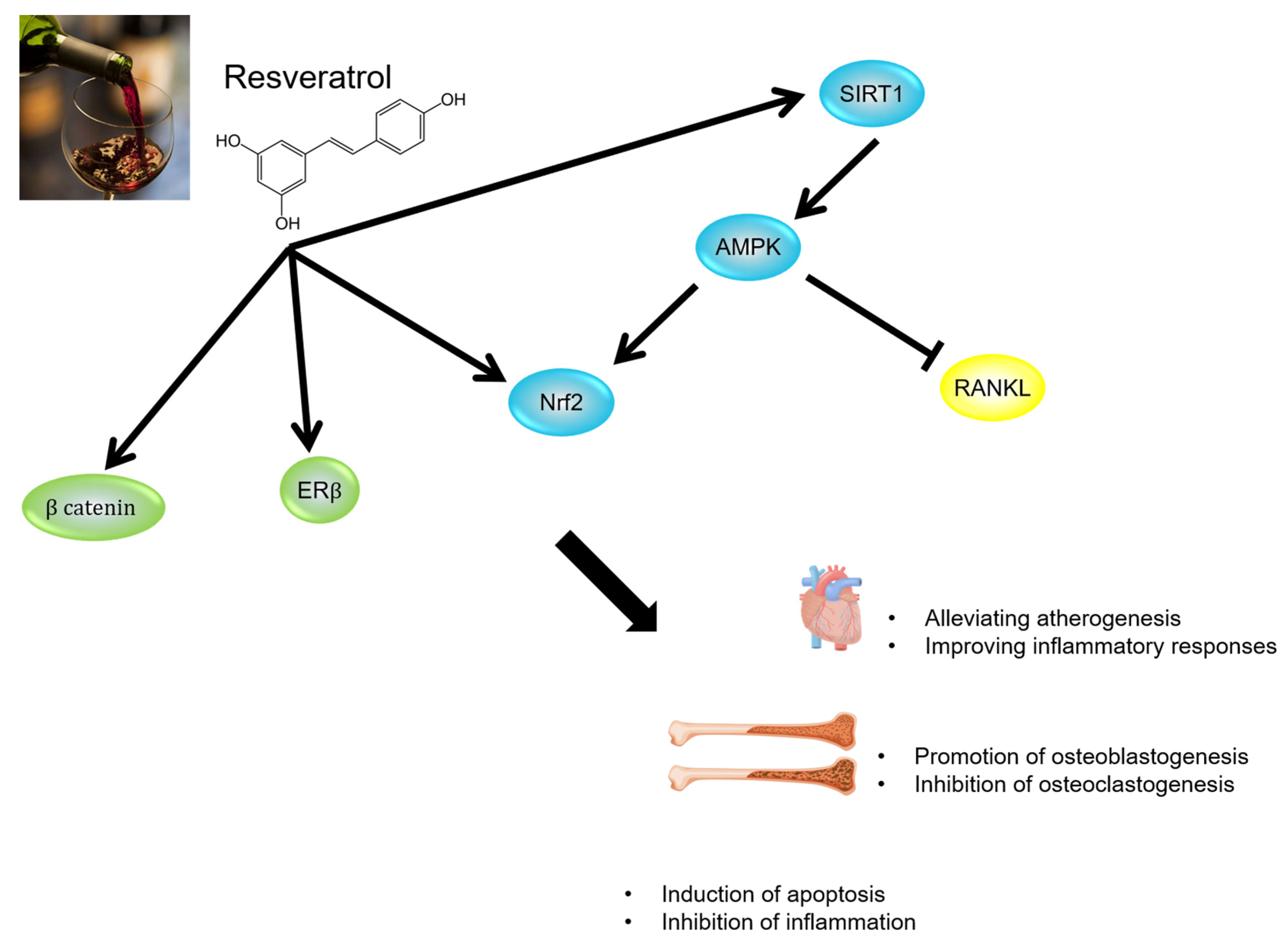 Endocrines 02 00041 g003