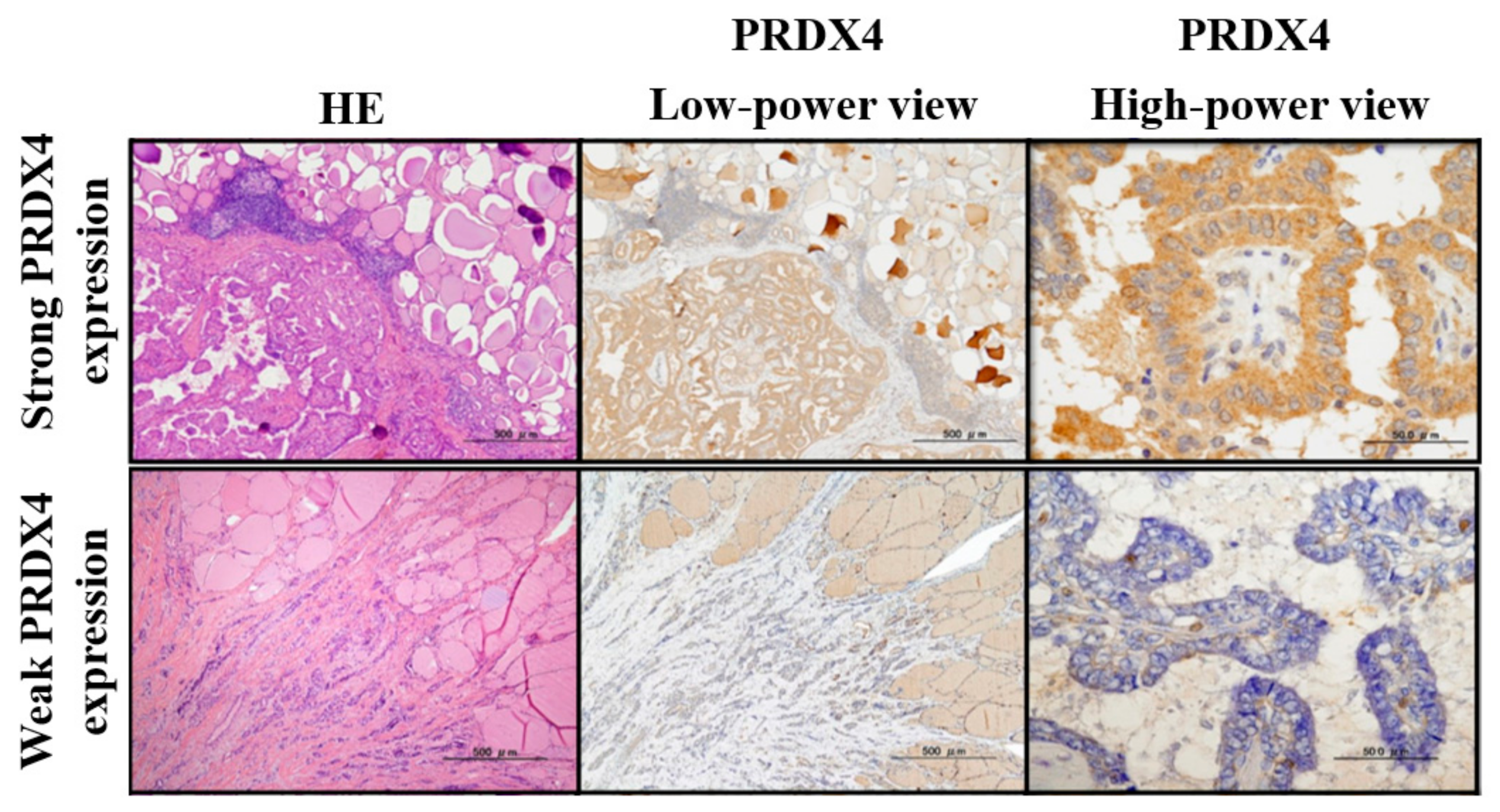 Endocrines 03 00013 g002 Endocrines 03 00013 g002