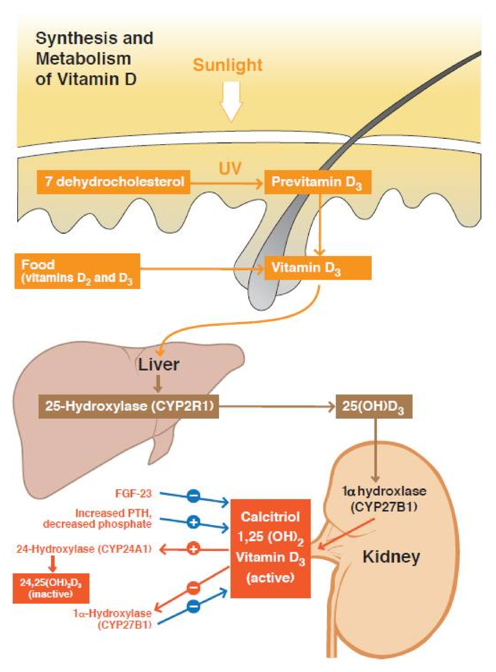 Endocrines 03 00014 g001