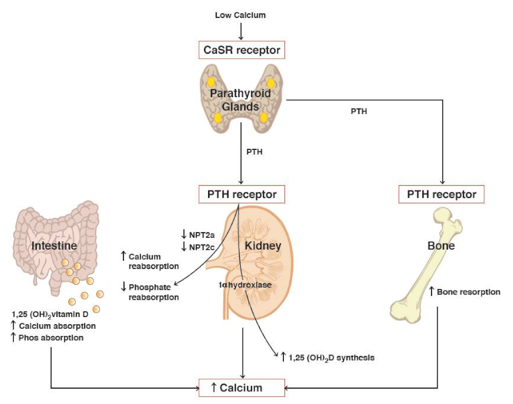 Endocrines Free Full Text Genetic Disorders Of Calcium And endocrines-free-full-text-genetic-disorders-of-calcium-and