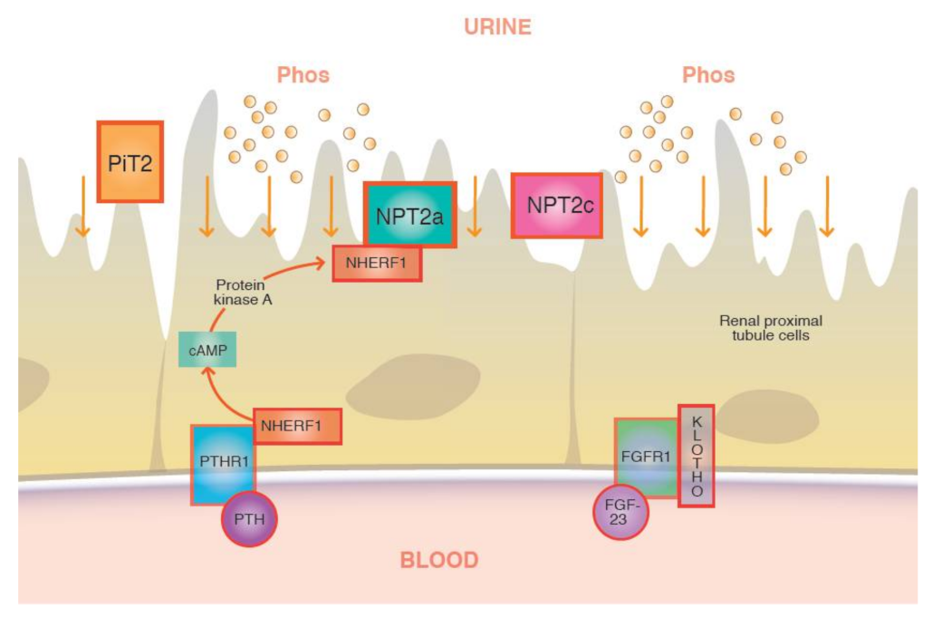 Endocrines 03 00014 g003
