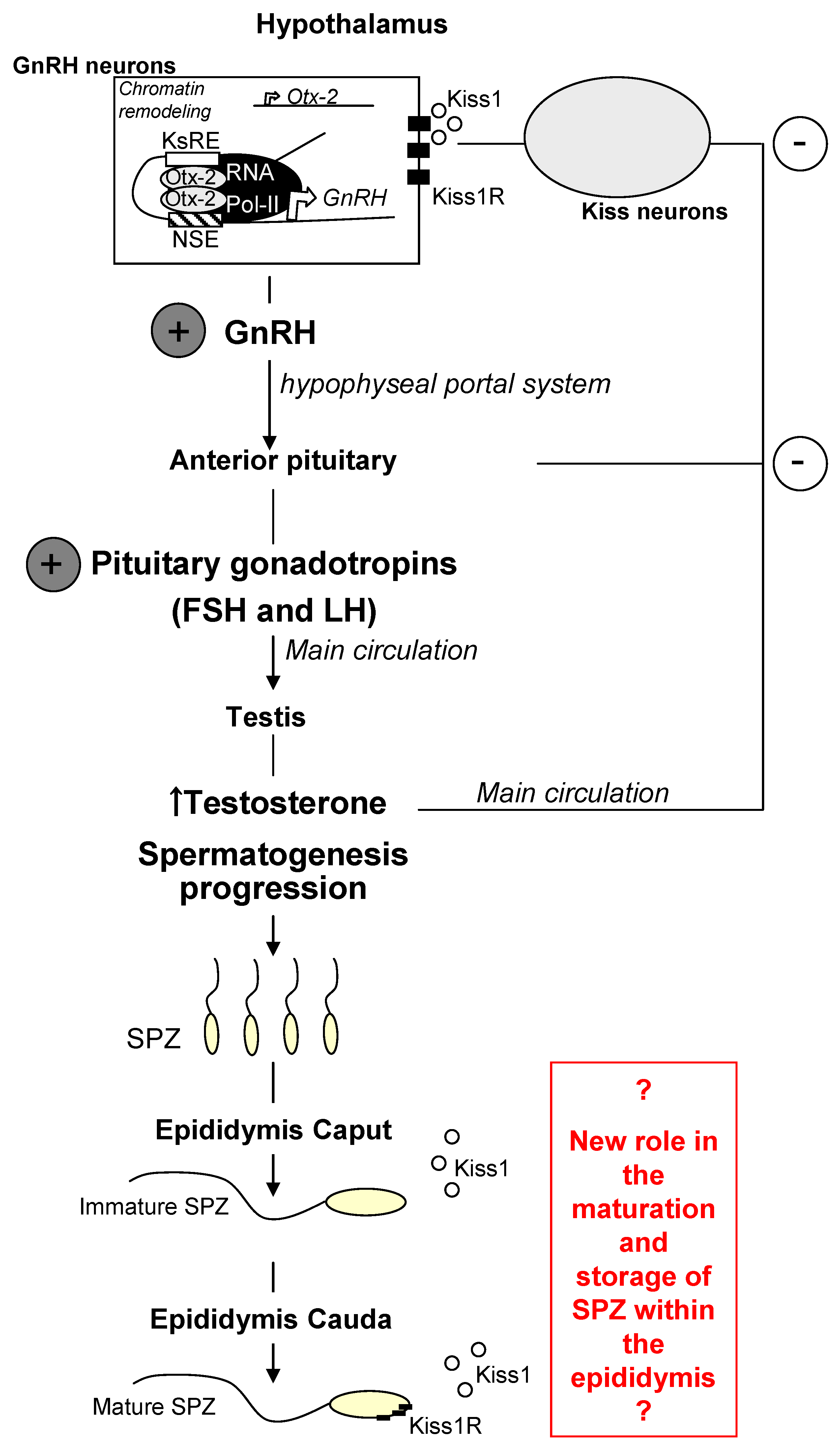 Endocrines 03 00015 g001